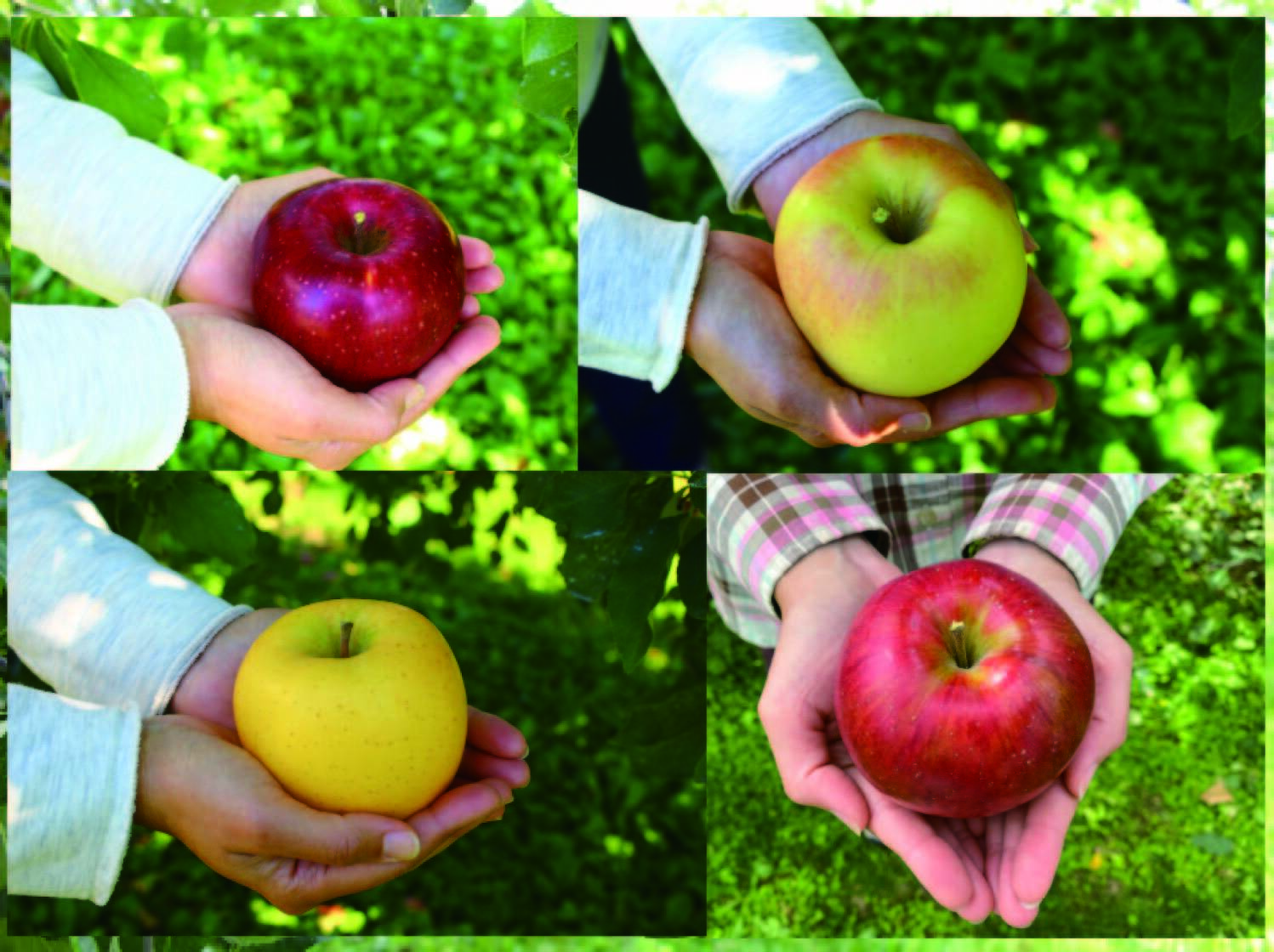 贅沢4品種ミックス】信州安曇野産りんご10kg上品🍎24個～36個入り