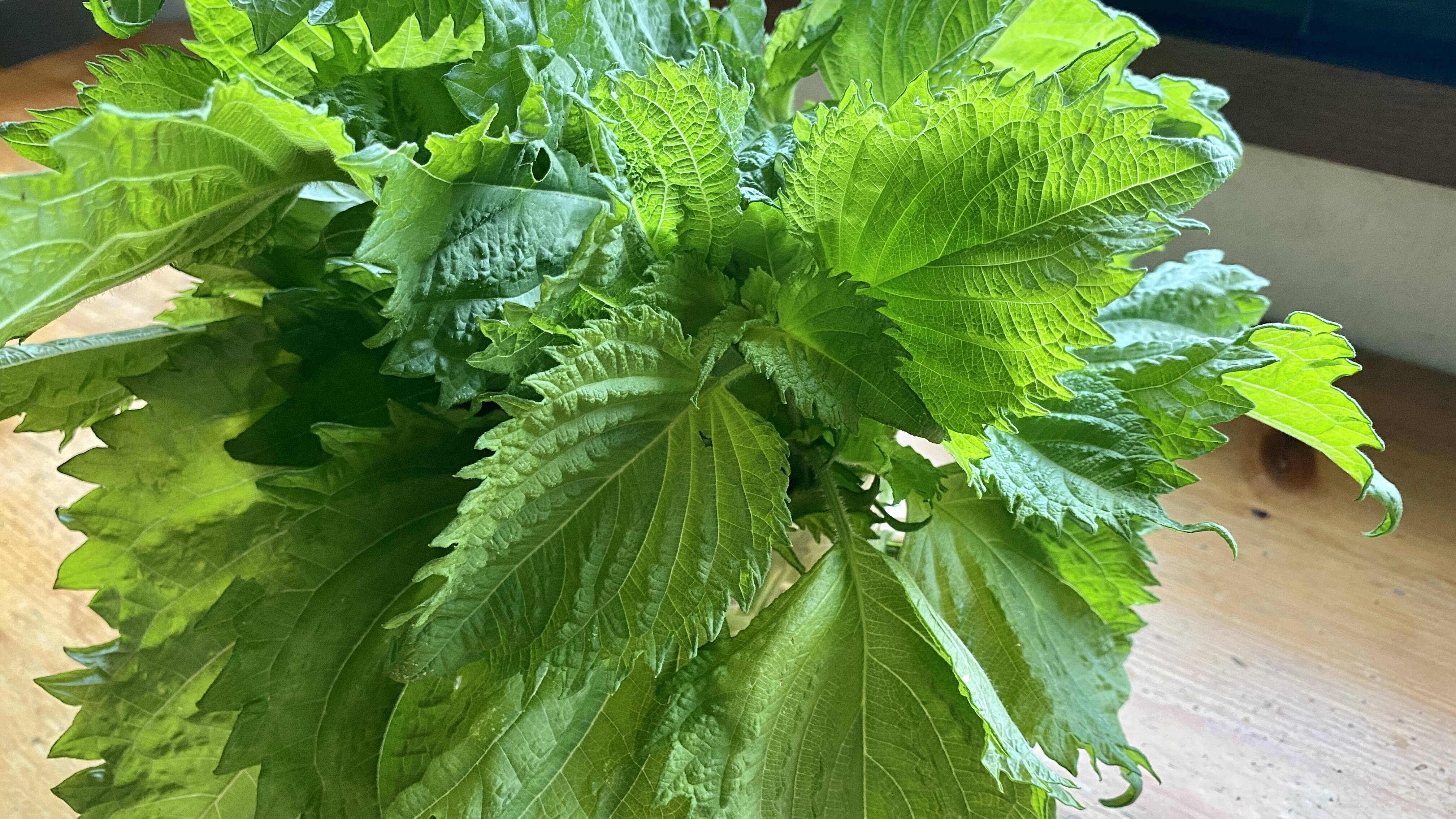 【自然栽培🍀大葉５０g】栄養と効能が凄い！青しそ