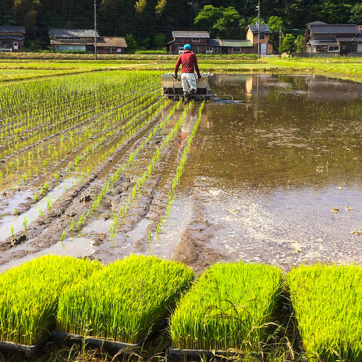 令和7年産】京都丹後コシヒカリ 5kg：京都府産のお米｜食べチョク