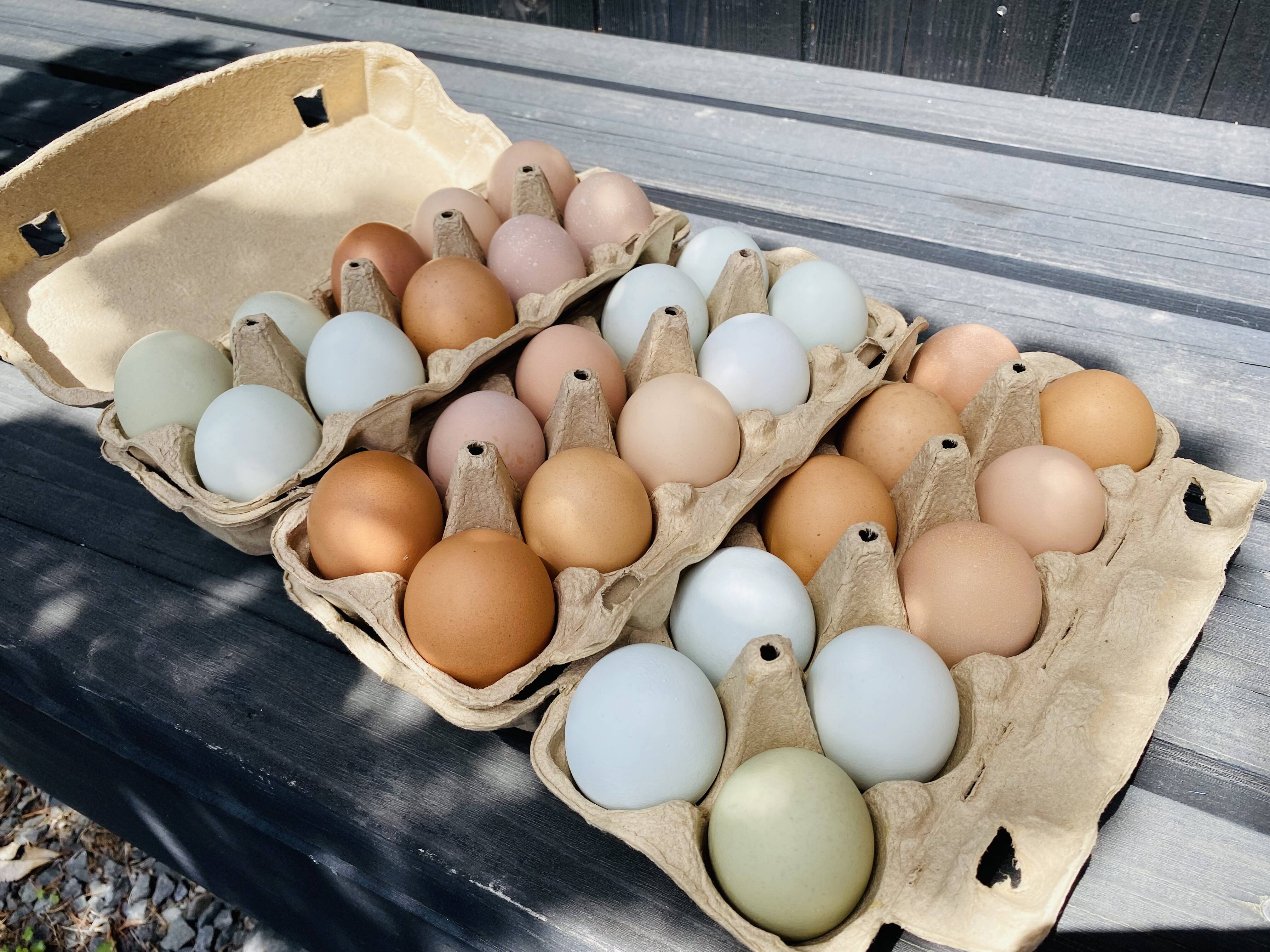 超激安 【終生飼育】平飼い純国産鶏のおいしい卵(60個詰め合わせ) その他