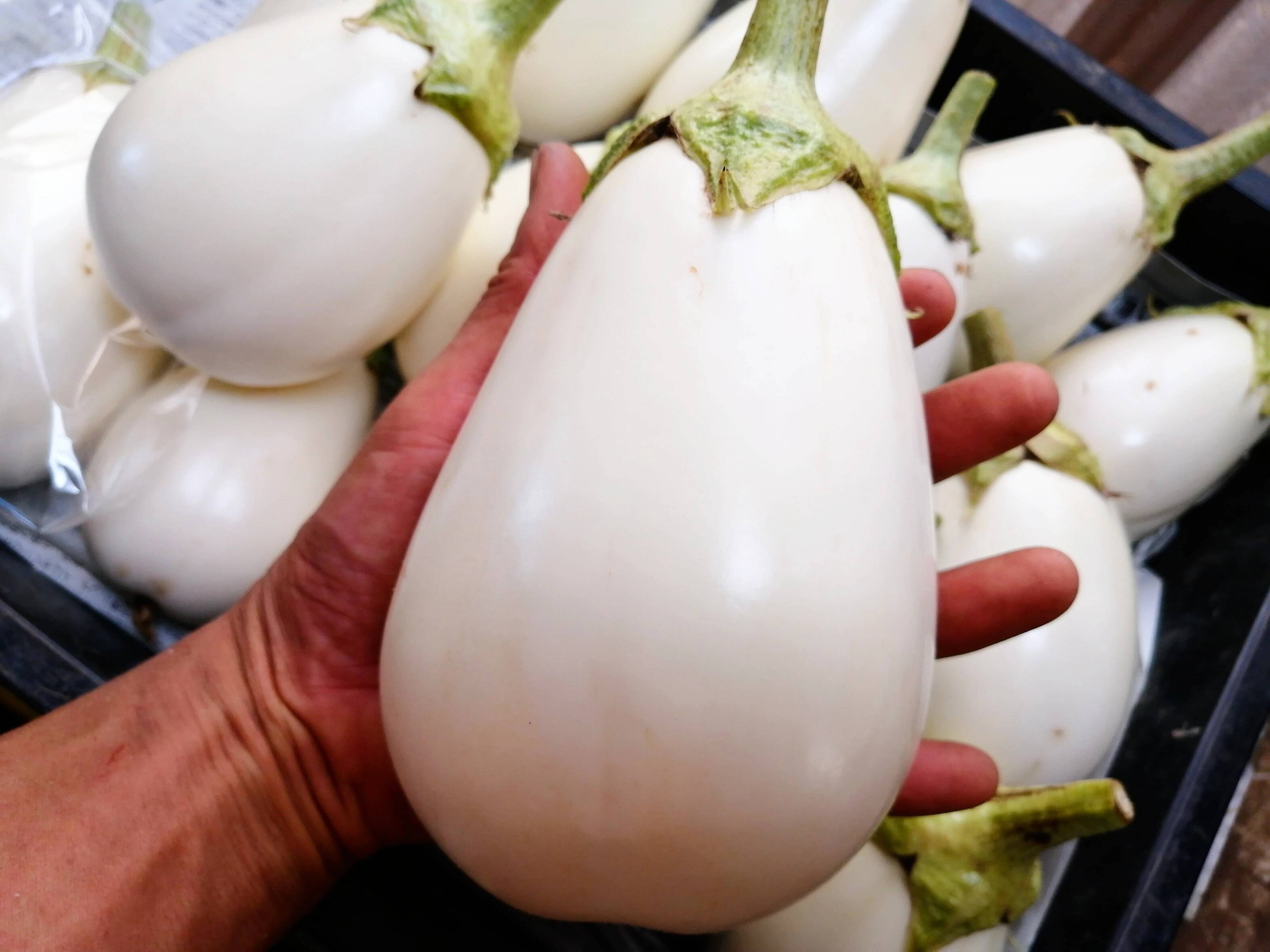 とろとろ食感!!!ステーキ白茄子（約1.5キロ（4〜7玉））：神奈川県産の