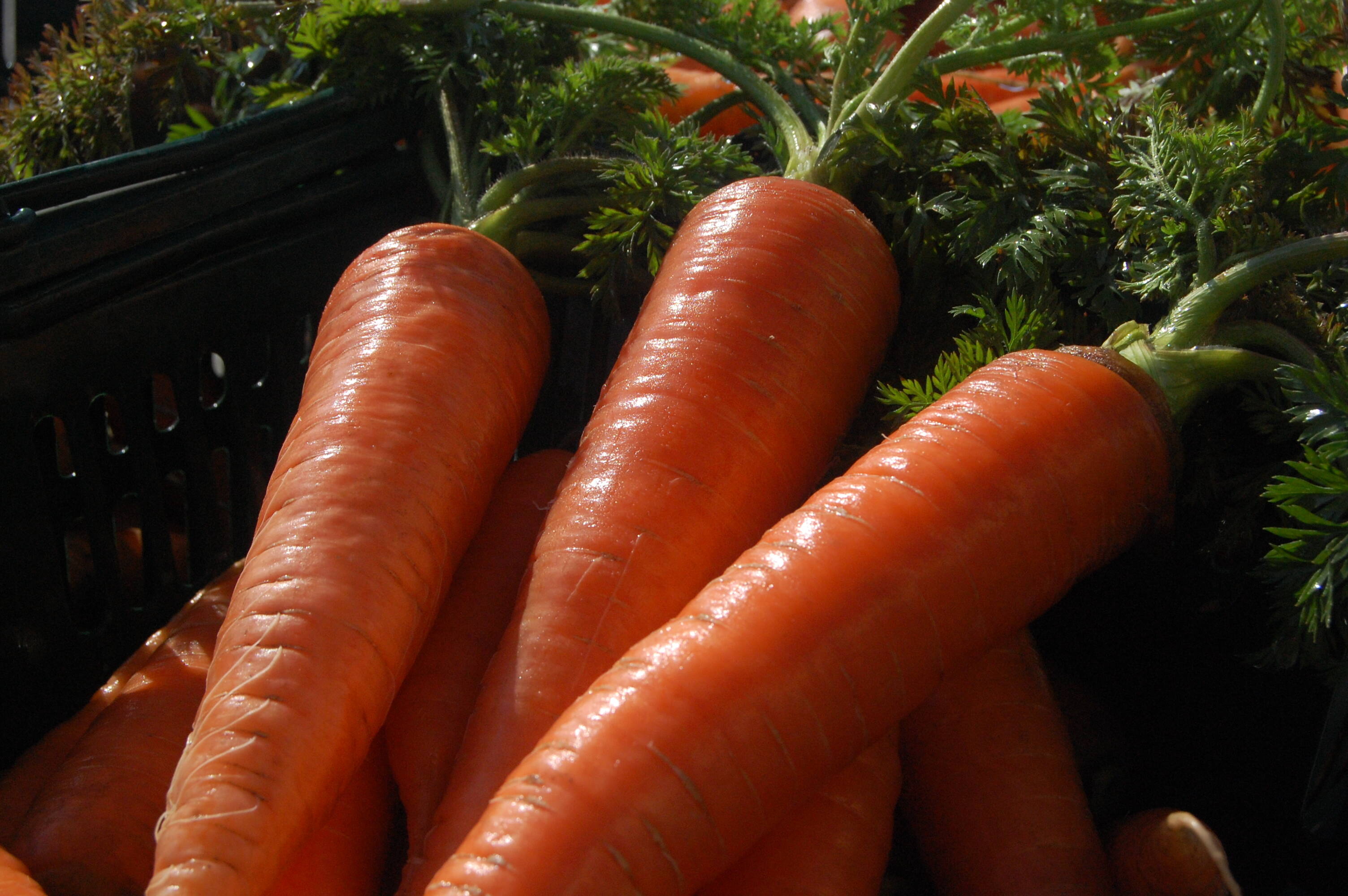 有機JAS認証】採れたて人参3kg、みずみずしい！味が濃い！甘みも十分