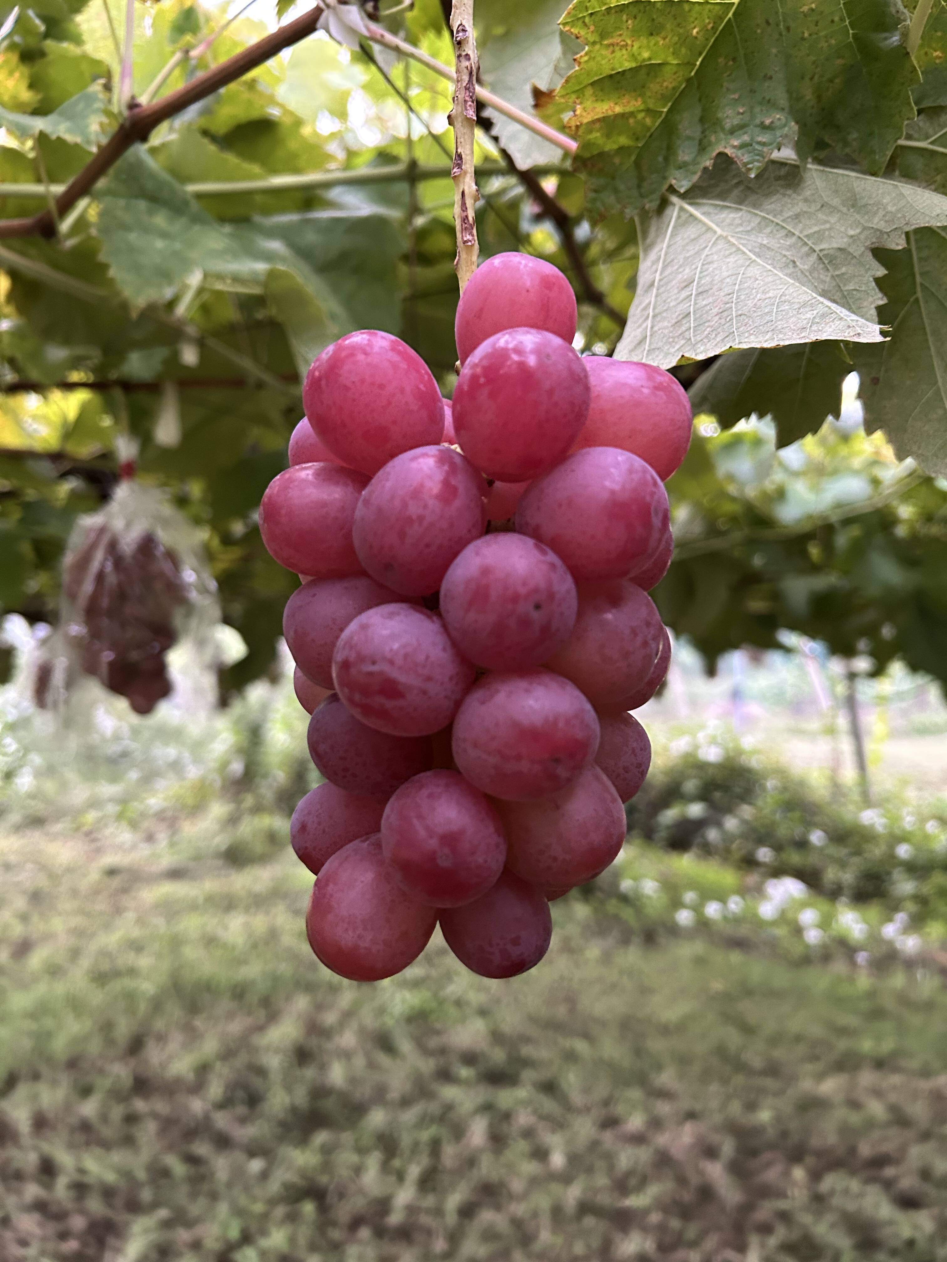 スカーレット(ぶどう) 約1kg(2〜3房)：長野県産のスカーレット｜食べ