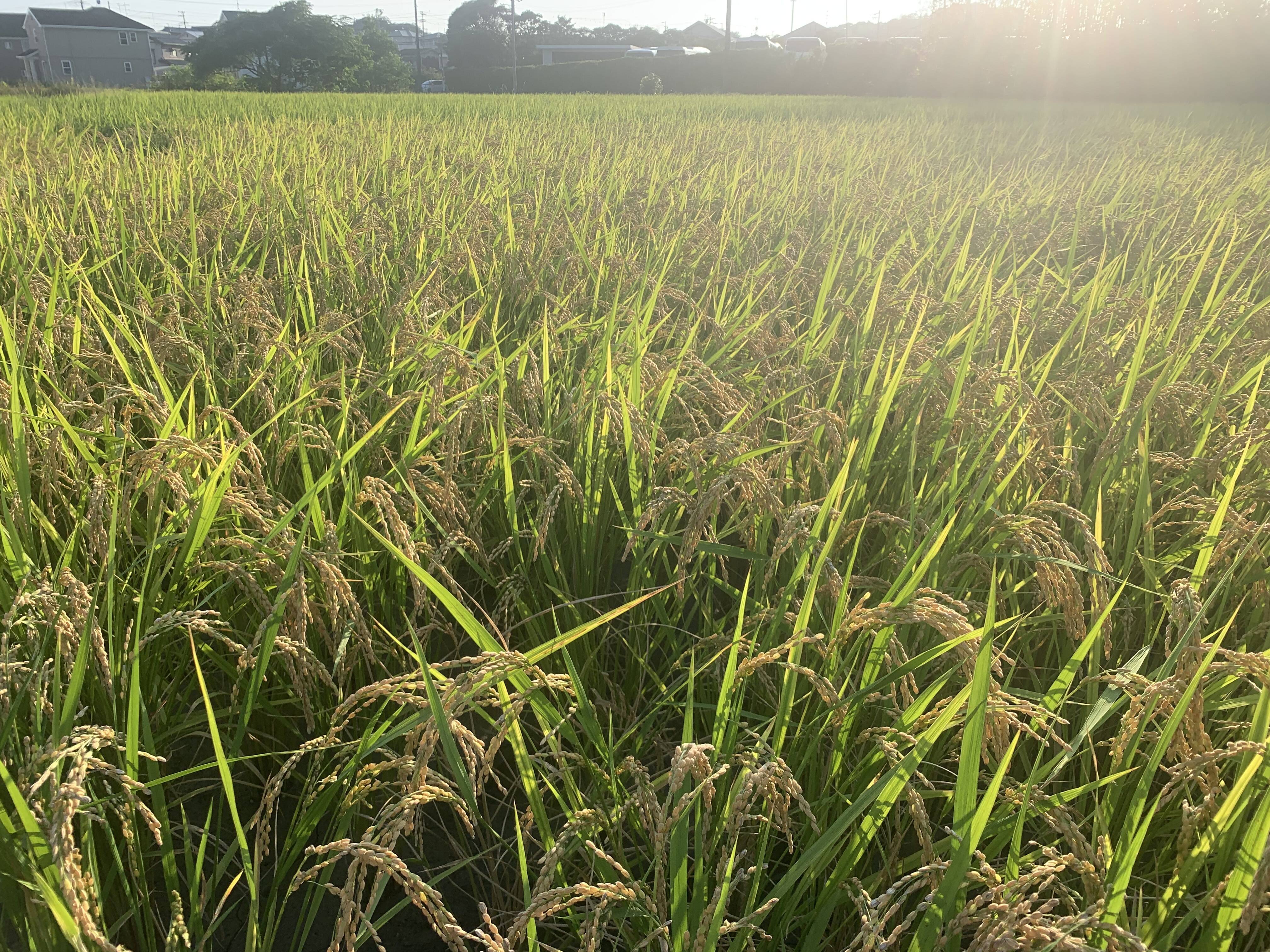令和8年産】静岡県産「ササシグレ」 玄米4.5kg（栽培期間中農薬不使用