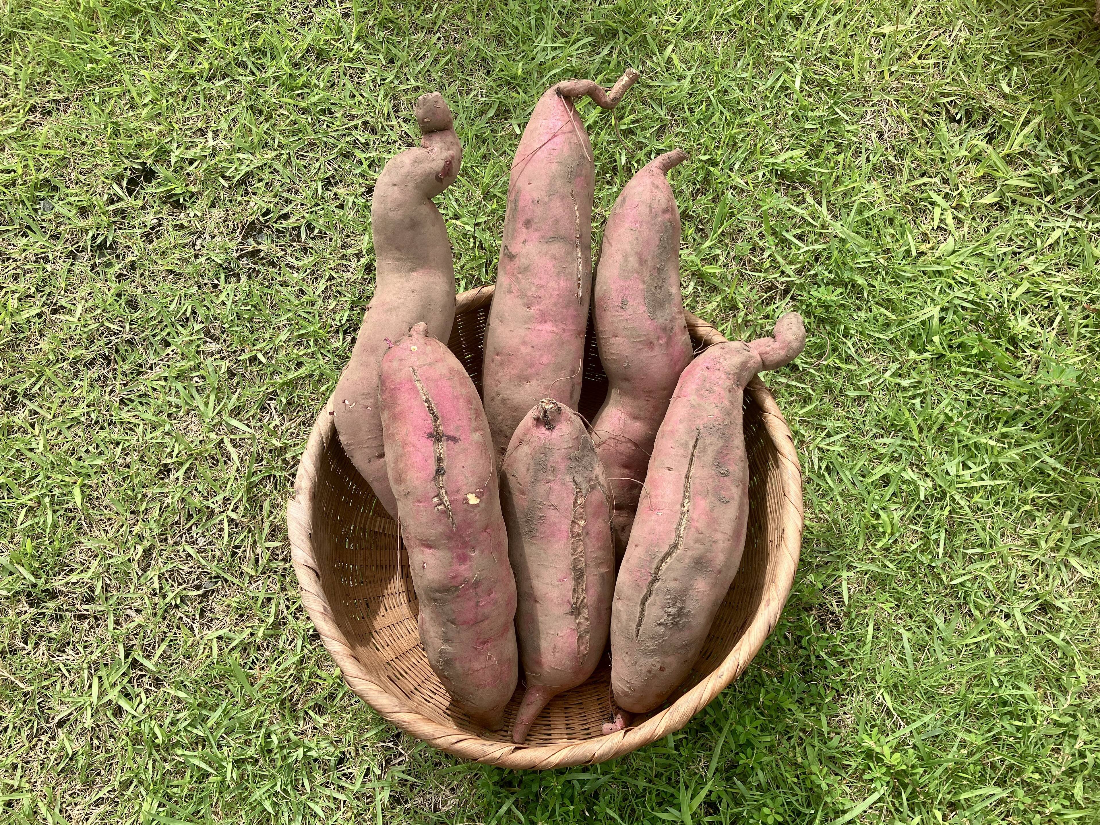 整理あまはづき　さつまいも　訳あり　Ｌサイズ　25kg 訳あり】あまはづき（4.5kg）｜特大サイズ｜規格外｜B品｜栽培期間中
