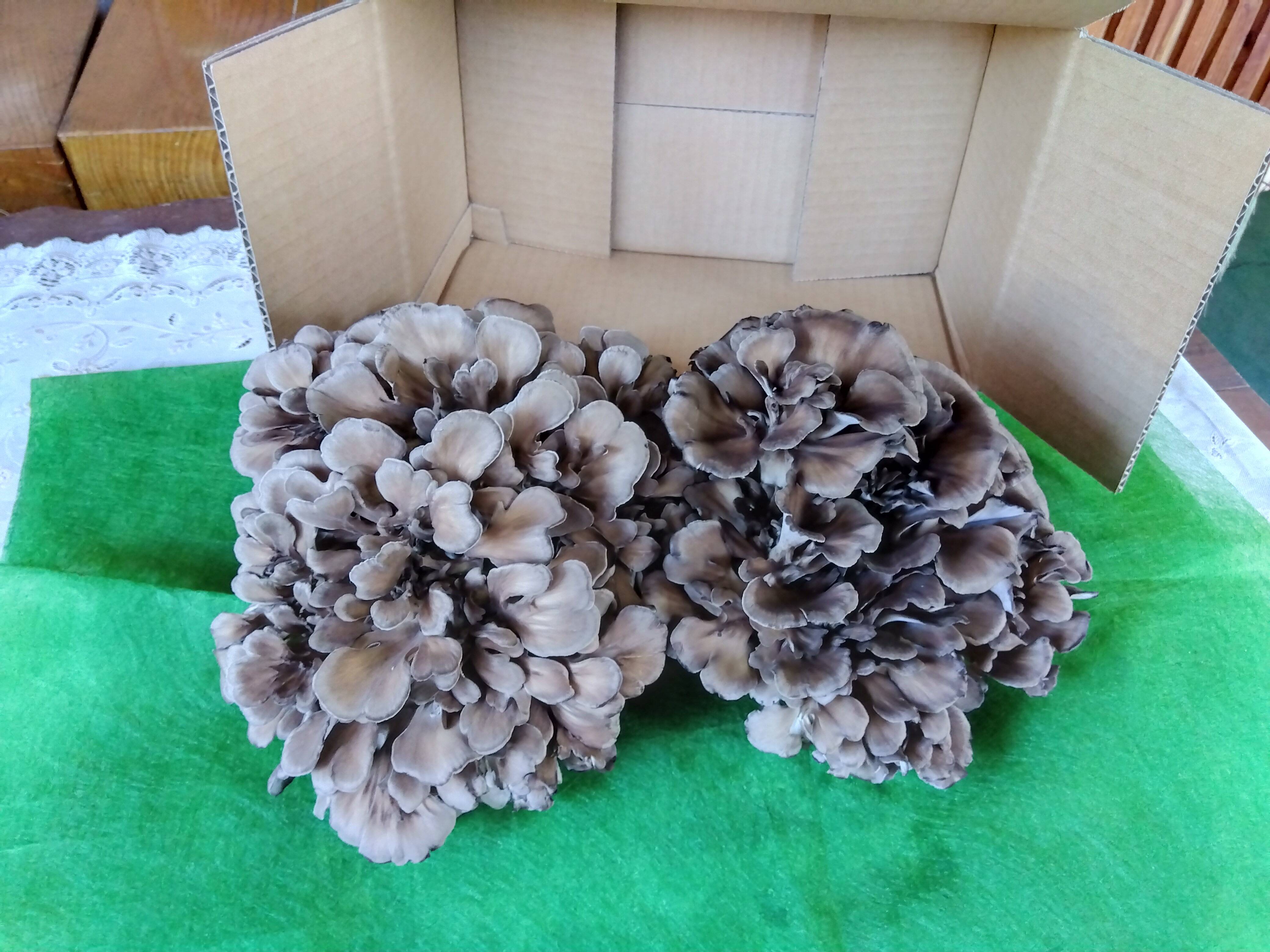 まいたけ まいたけ本来の味、自然が一番安比まいたけ業務用1kg：岩手県