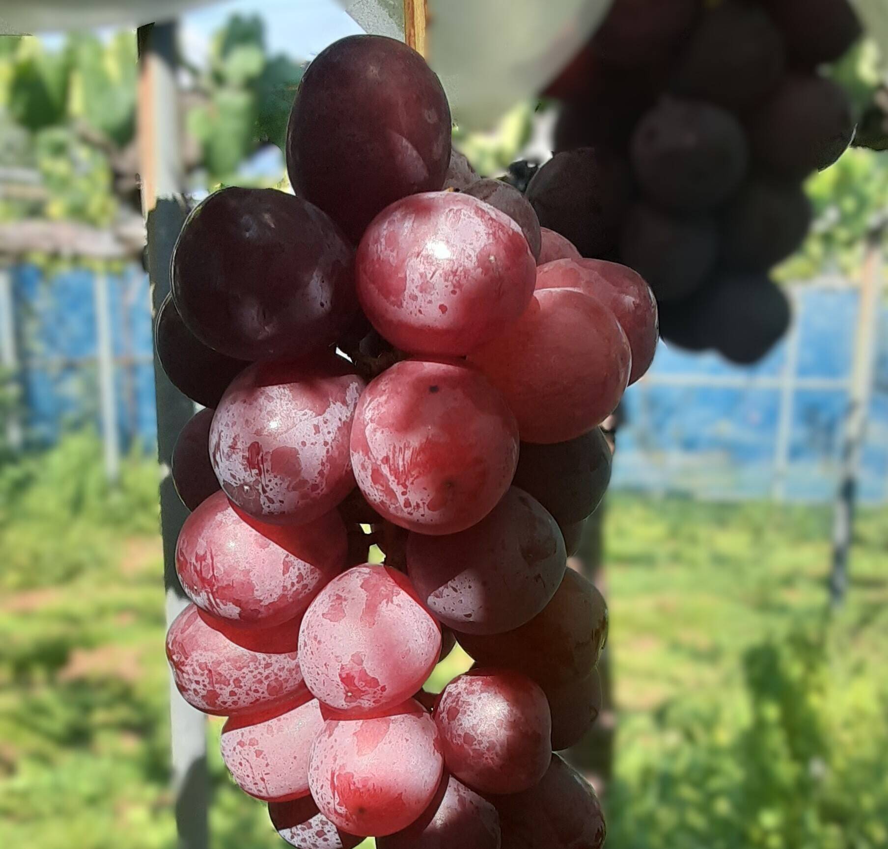 家庭用】クイーンルージュ 約800g 長野名産・皮ごと食べられる種無し