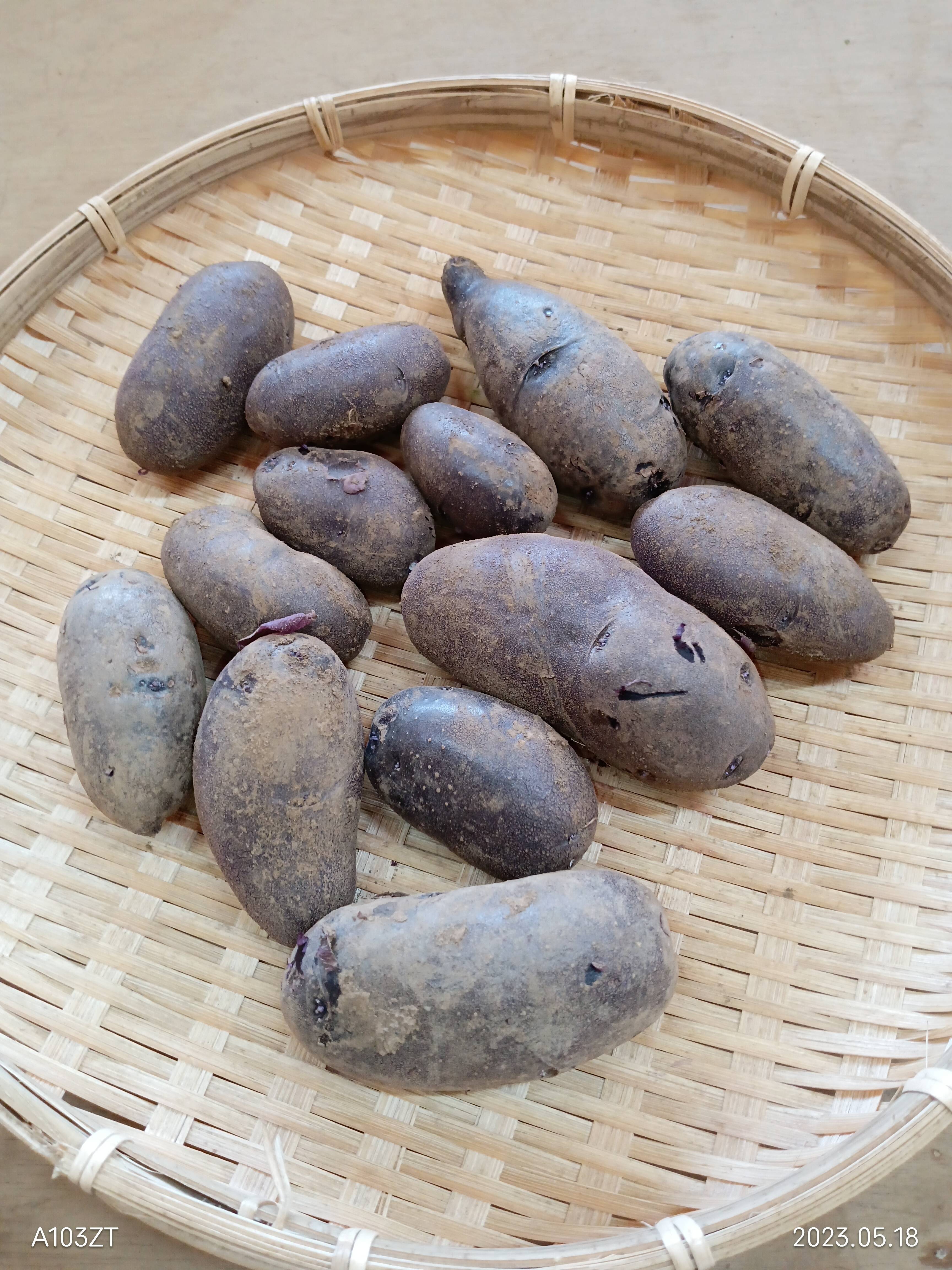 紫色のじゃがいも【シャドークィーン】箱込約2kg正味約1.8kg：茨城県産