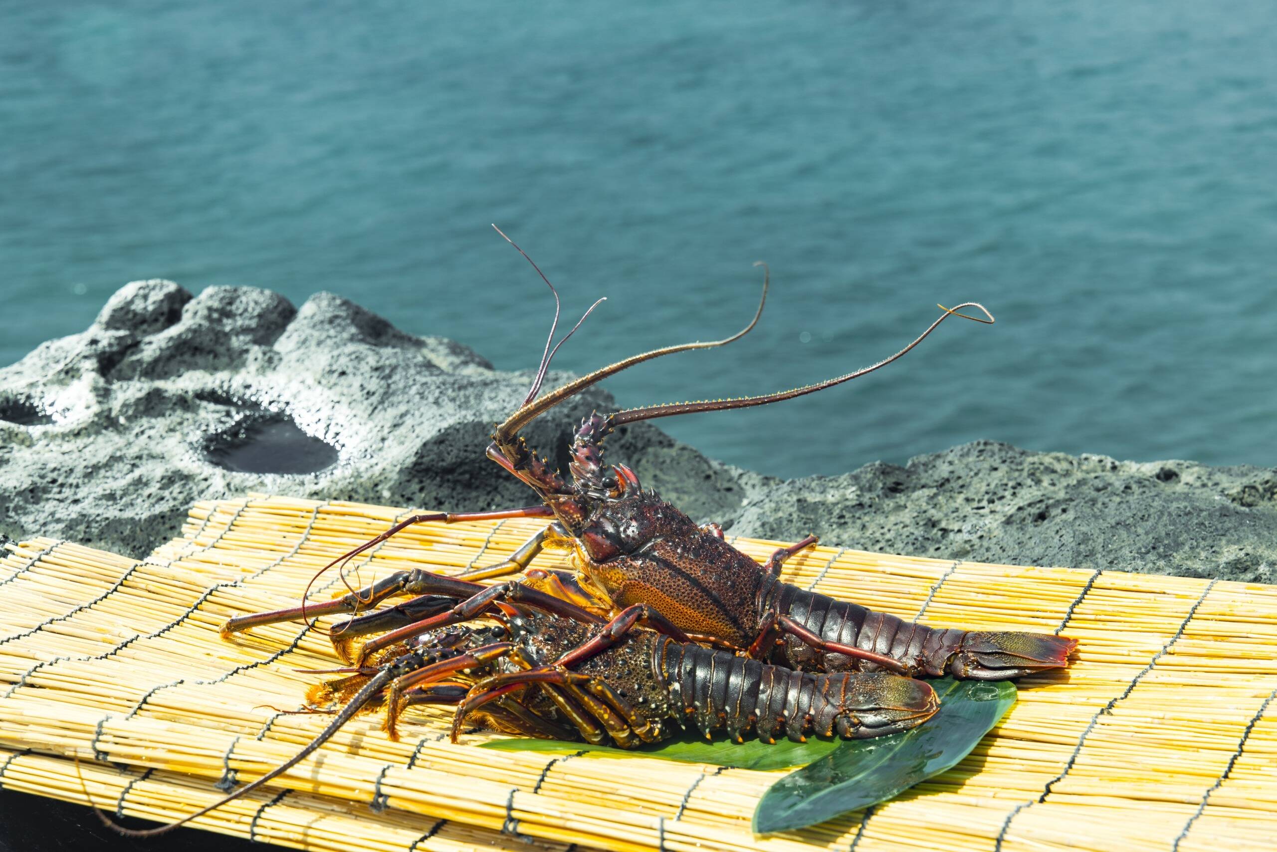 【高級食材ギフト】特選イセエビ1.5kg前後（２匹入り）長崎五島