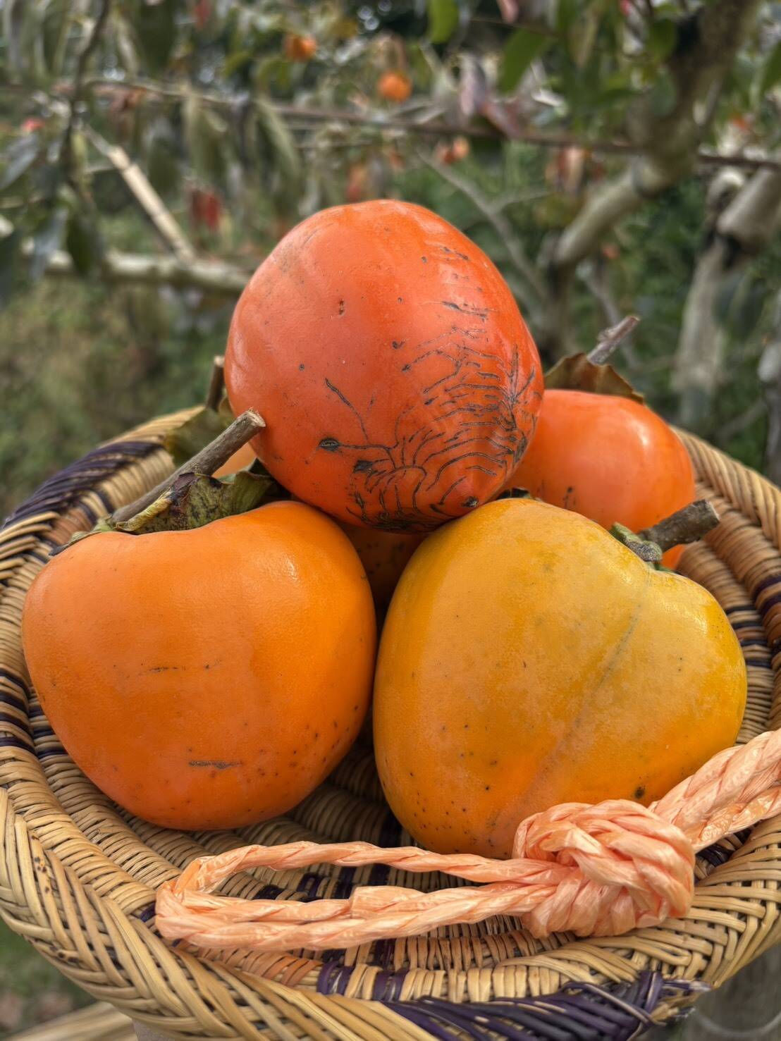 まずはお試し！干し柿用吊るし柿 蜂屋柿 箱込2kg：和歌山県産の平核無