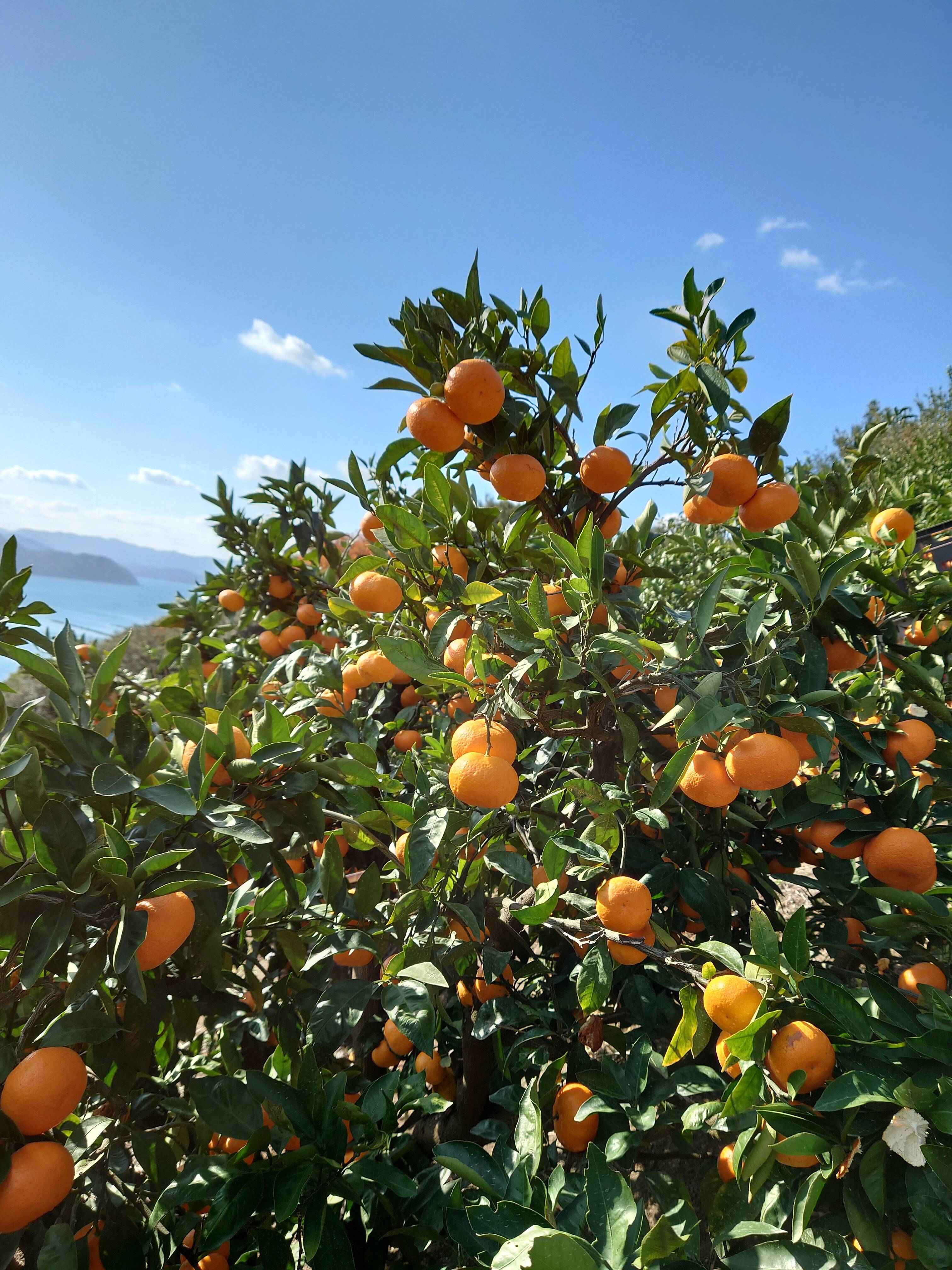 伊藤農園へのレビュー・商品：愛媛県｜食べチョク｜産地直送(産直)お取り寄せ通販 農家・漁師から旬の食材を直送