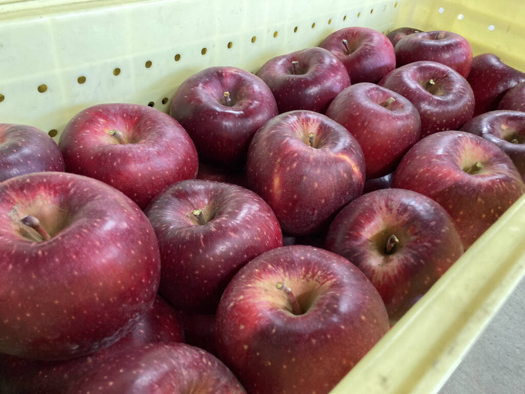 送料無料希少品種★残りわずか！シナノホッペ１０キロ家庭用 ふじに飽きたらこれ シナノホッペ 3キロ箱 6〜15玉 商品ID44438 長野