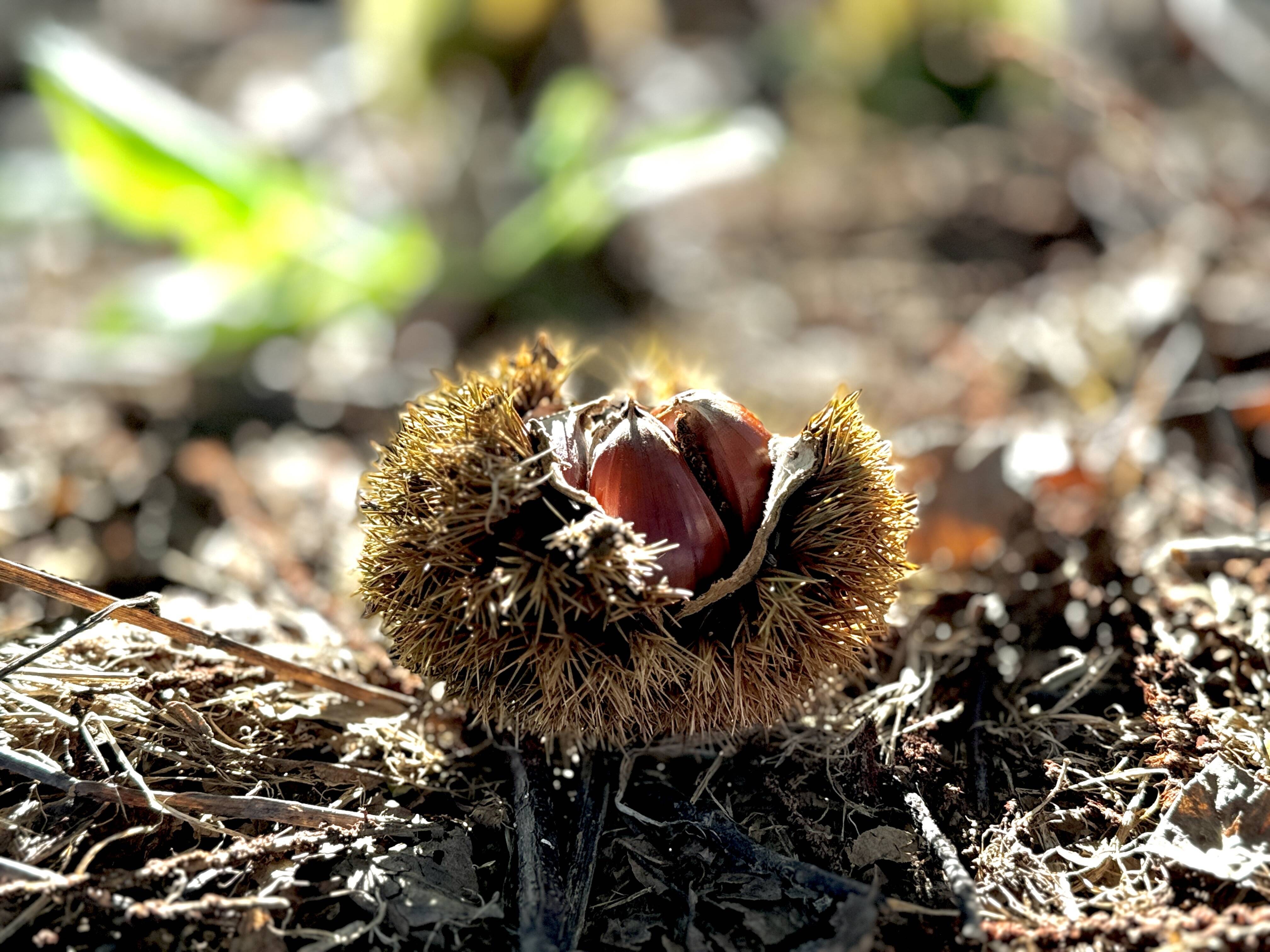 そめや自然農園へのレビュー・商品：熊本県｜食べチョク｜産地直送
