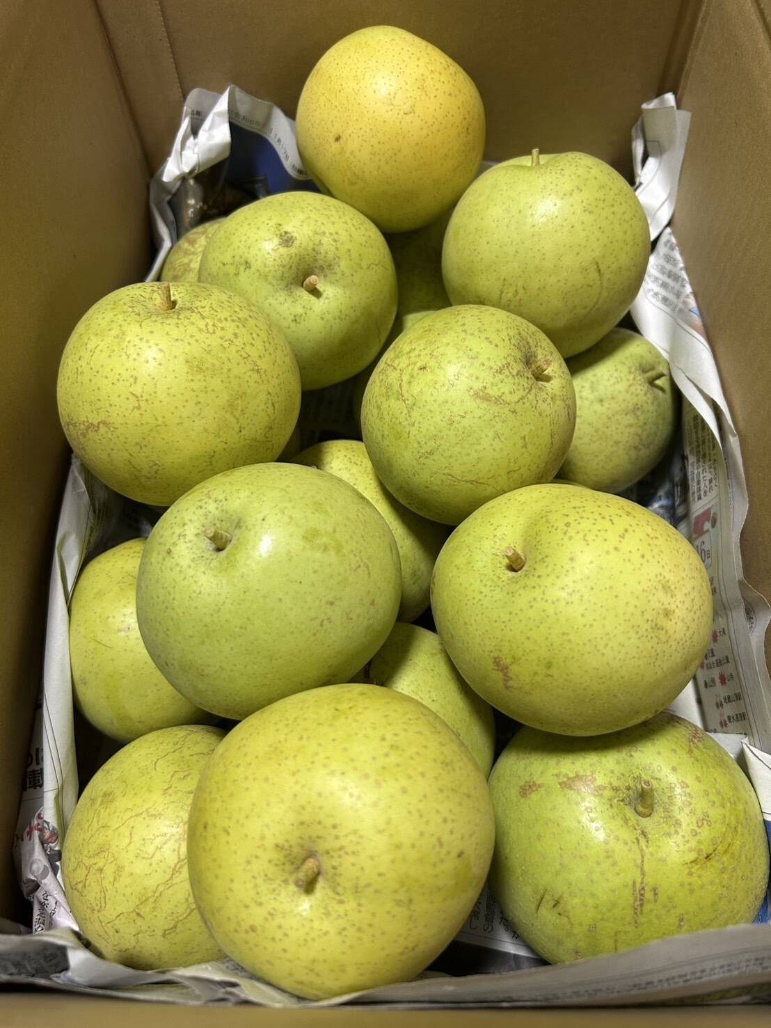 幻の和梨 かおり梨 訳あり家庭用 箱込5.5キロ 香豊かでジューシーで