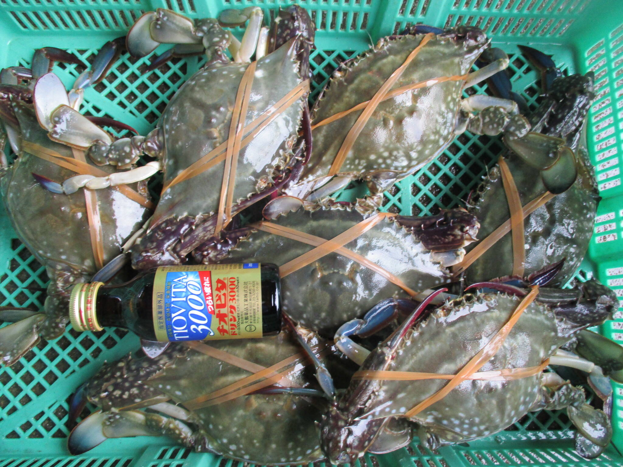 🦀活梱包 ガザミ！オス大サイズ 1kg（約3杯）🦀ワタリガニ がざみ 渡り