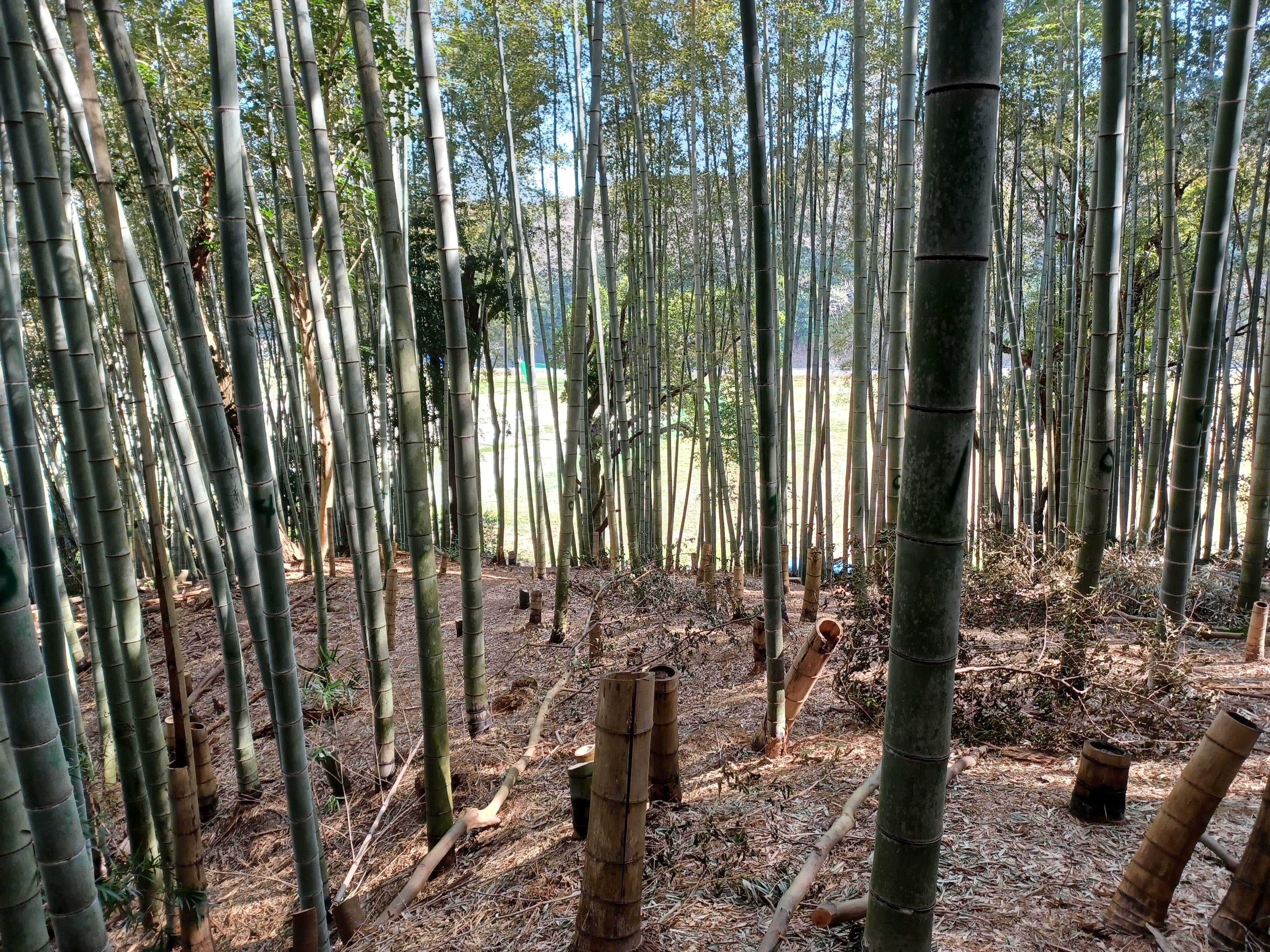 大橋哲也へのレビュー・商品：愛知県｜食べチョク｜産地直送