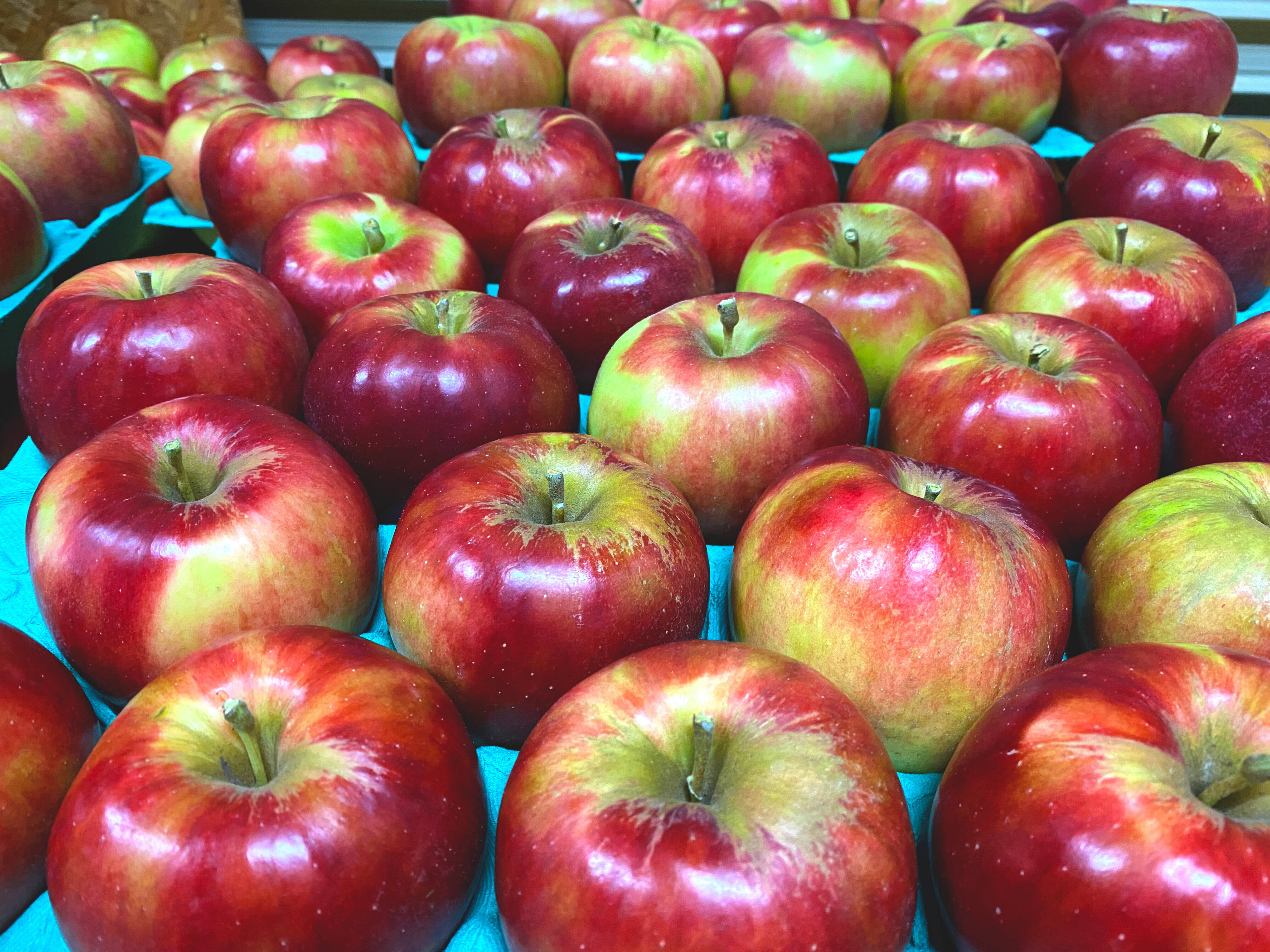 安曇野産紅玉5kg箱☆すっぱいお料理りんご☆無選別規格（4.6kg