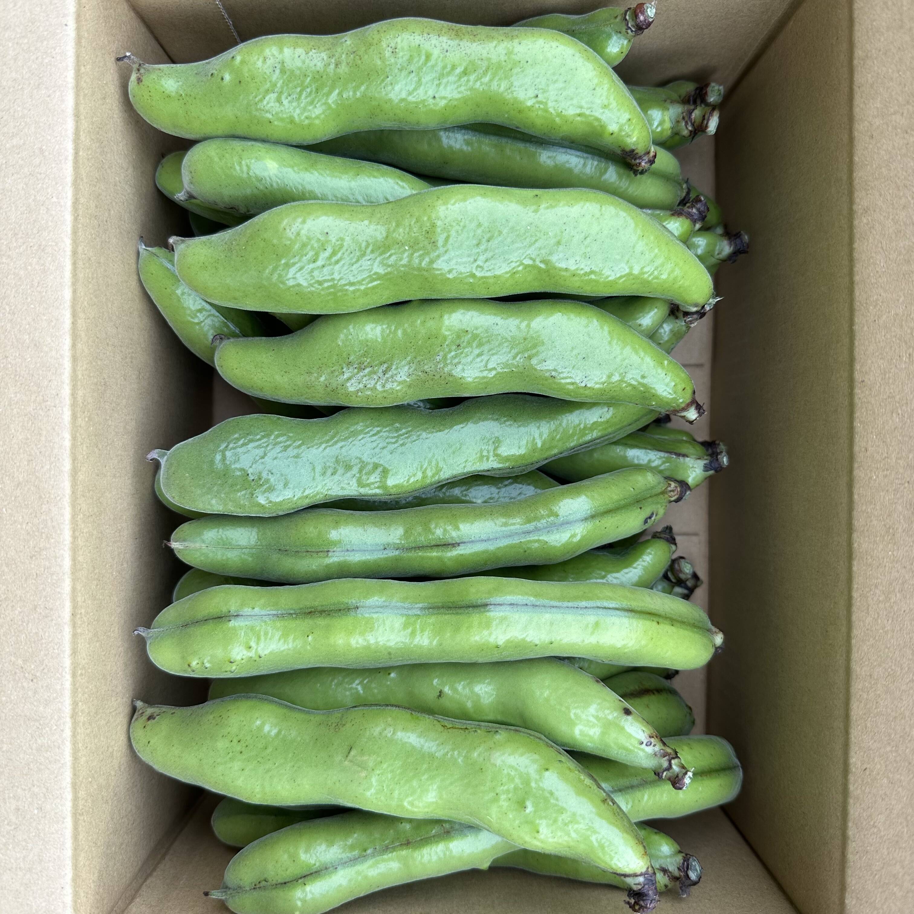 新鮮そら豆！約3kg：長崎県産の唐比の春｜食べチョク｜産地直送(産直