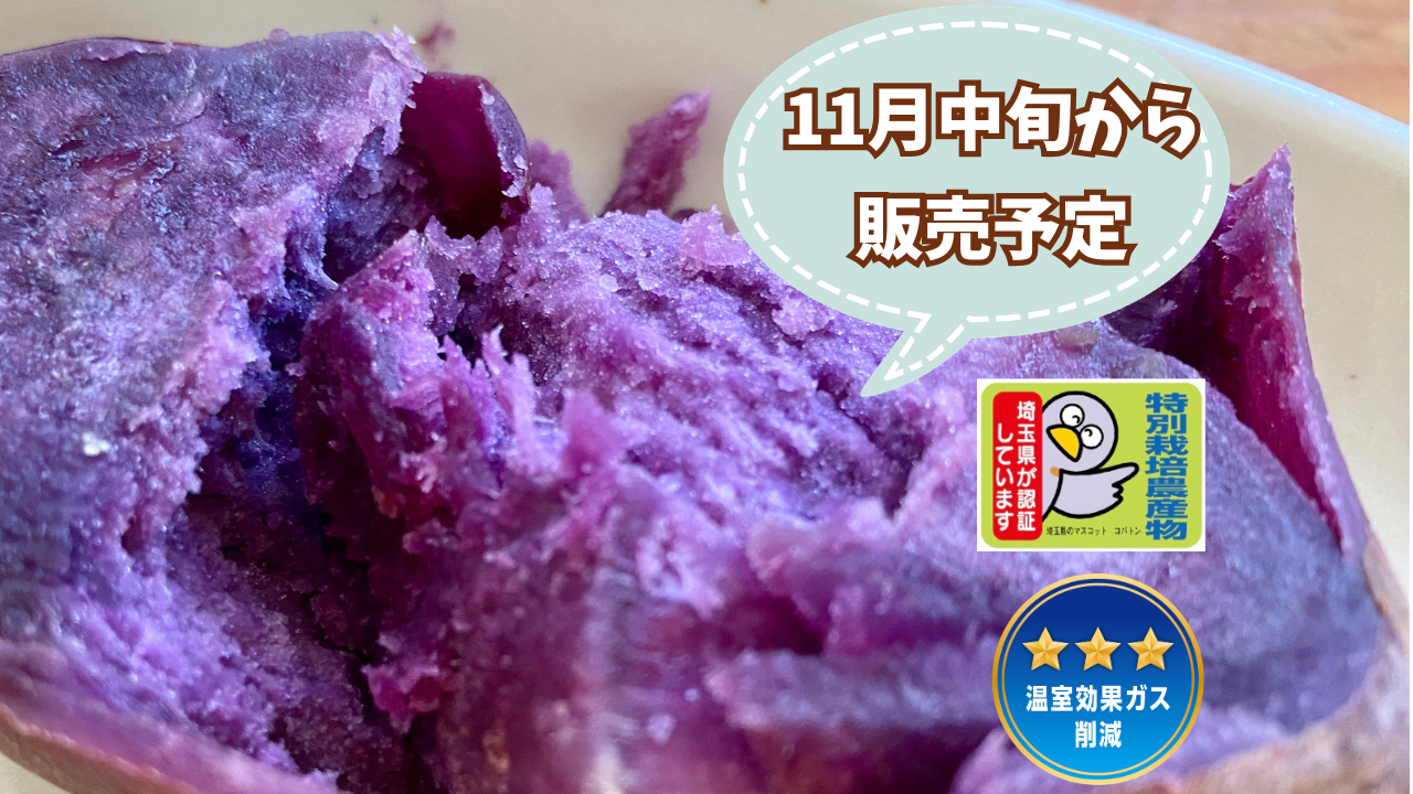 特別栽培🎖️【自然栽培🍠パープルスイートロード（約1.5kg）】ほっ