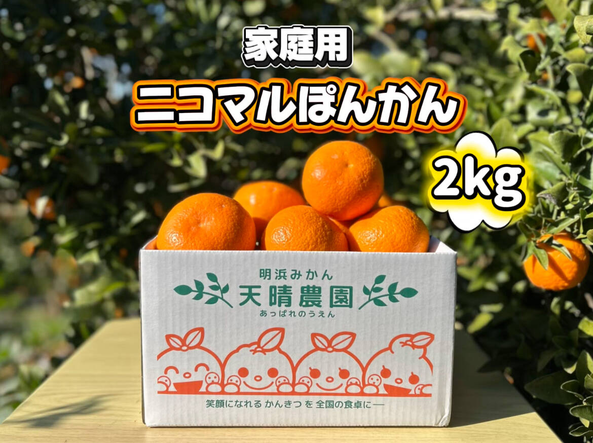 愛媛県産】季節限定 甘味がギュッと詰まったポンカン 家庭用 2kg