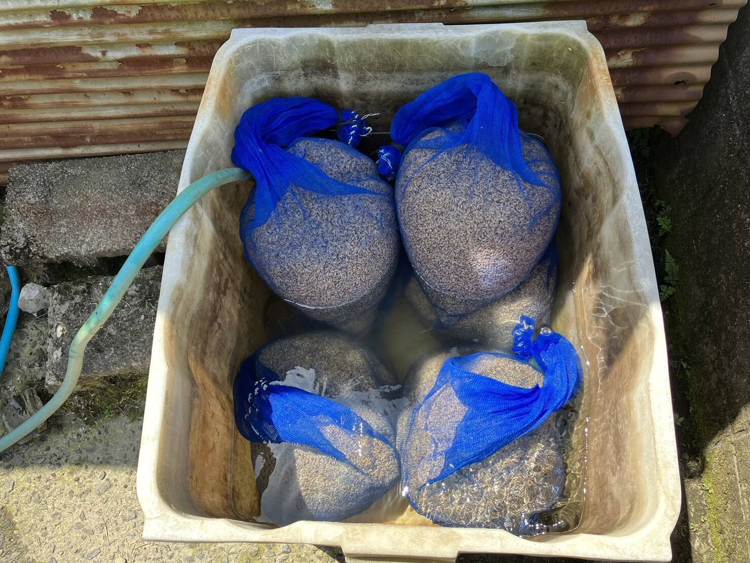 種子消毒をしない自然栽培米コシヒカリ｜食べチョク｜産地直送(産直)お