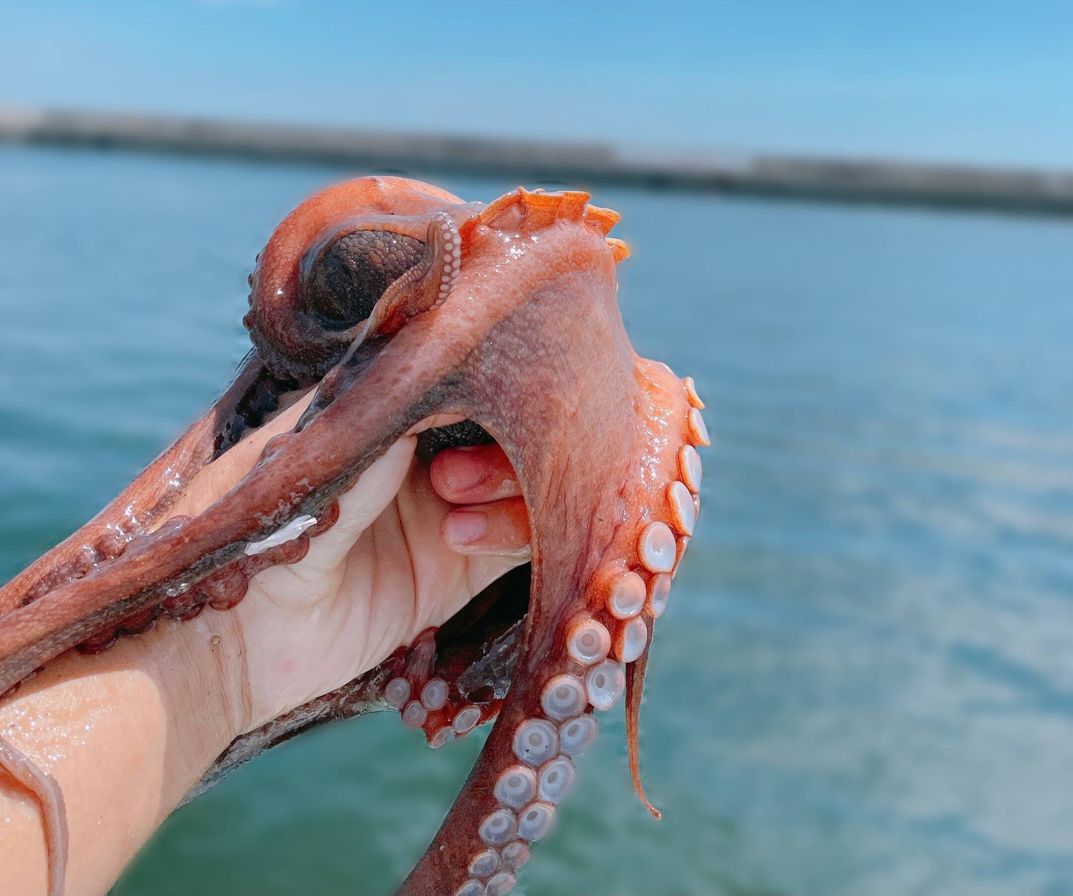 割安】足7本のタコ 日間賀島タコ Mサイズ：愛知県産のその他タコ｜食べ