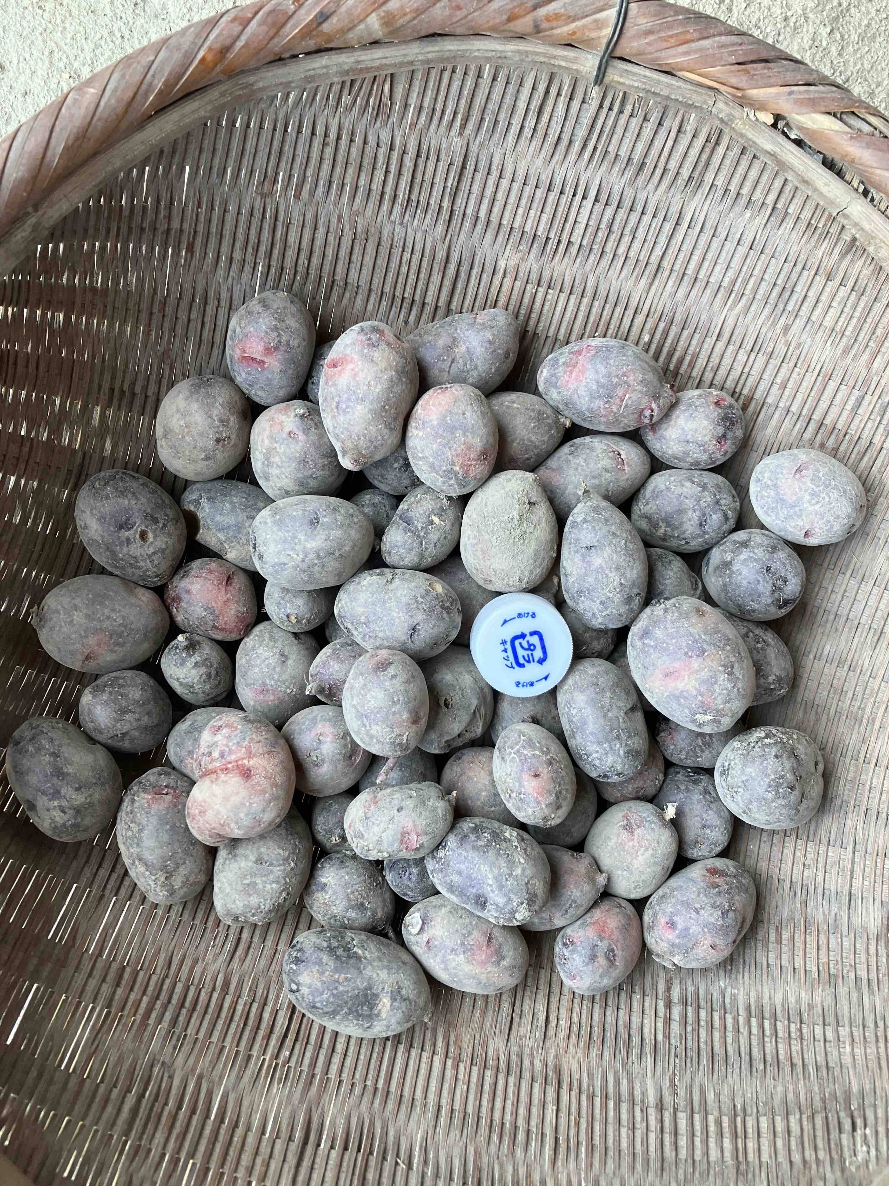 農薬肥料不使用】自然栽培じゃがいも（小いもミックス）：広島県産の