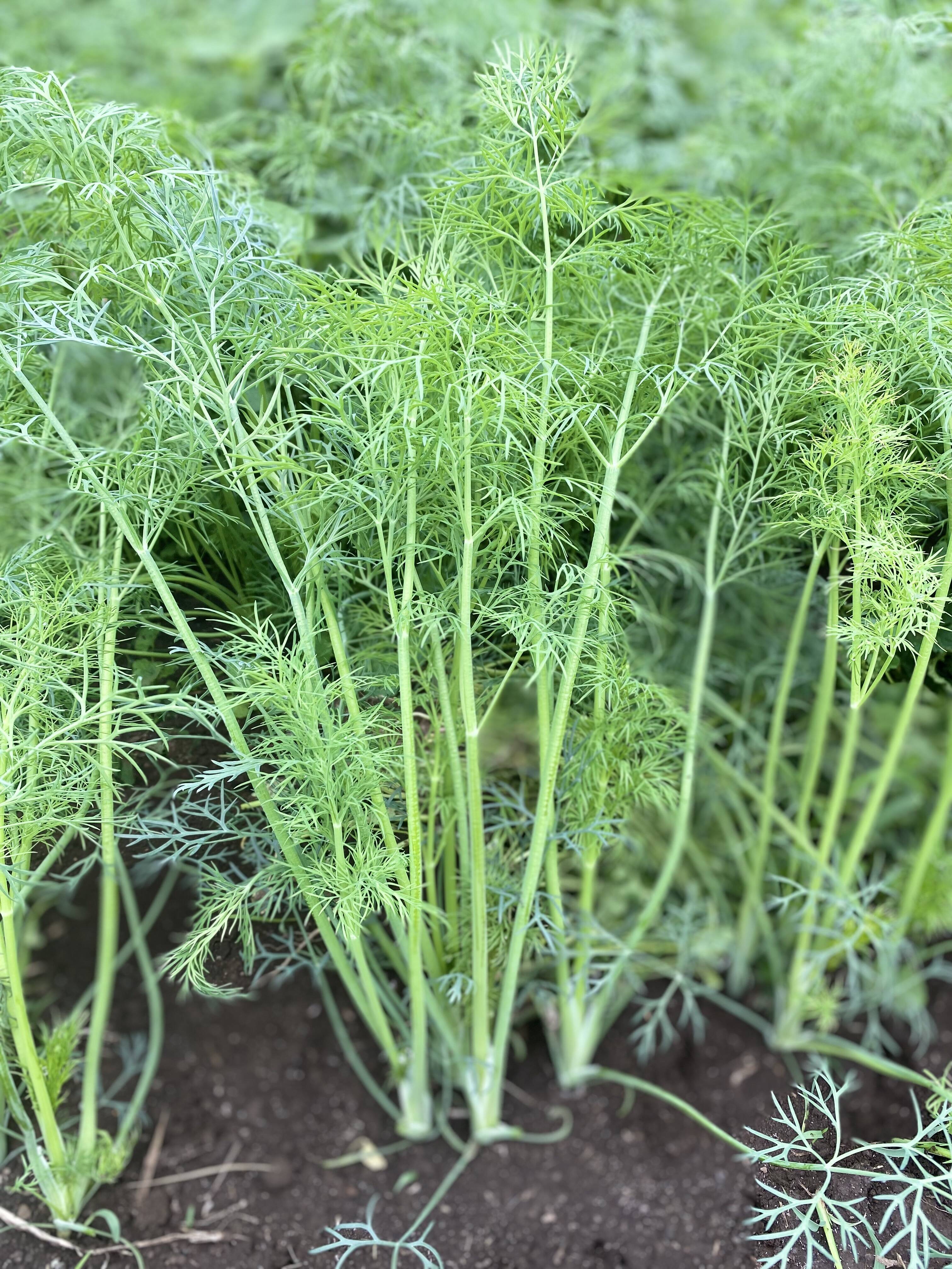 ディル 1.5キロ：茨城県産のディル｜食べチョク｜産地直送(産直)お取り寄せ通販 農家・漁師から旬の食材を直送