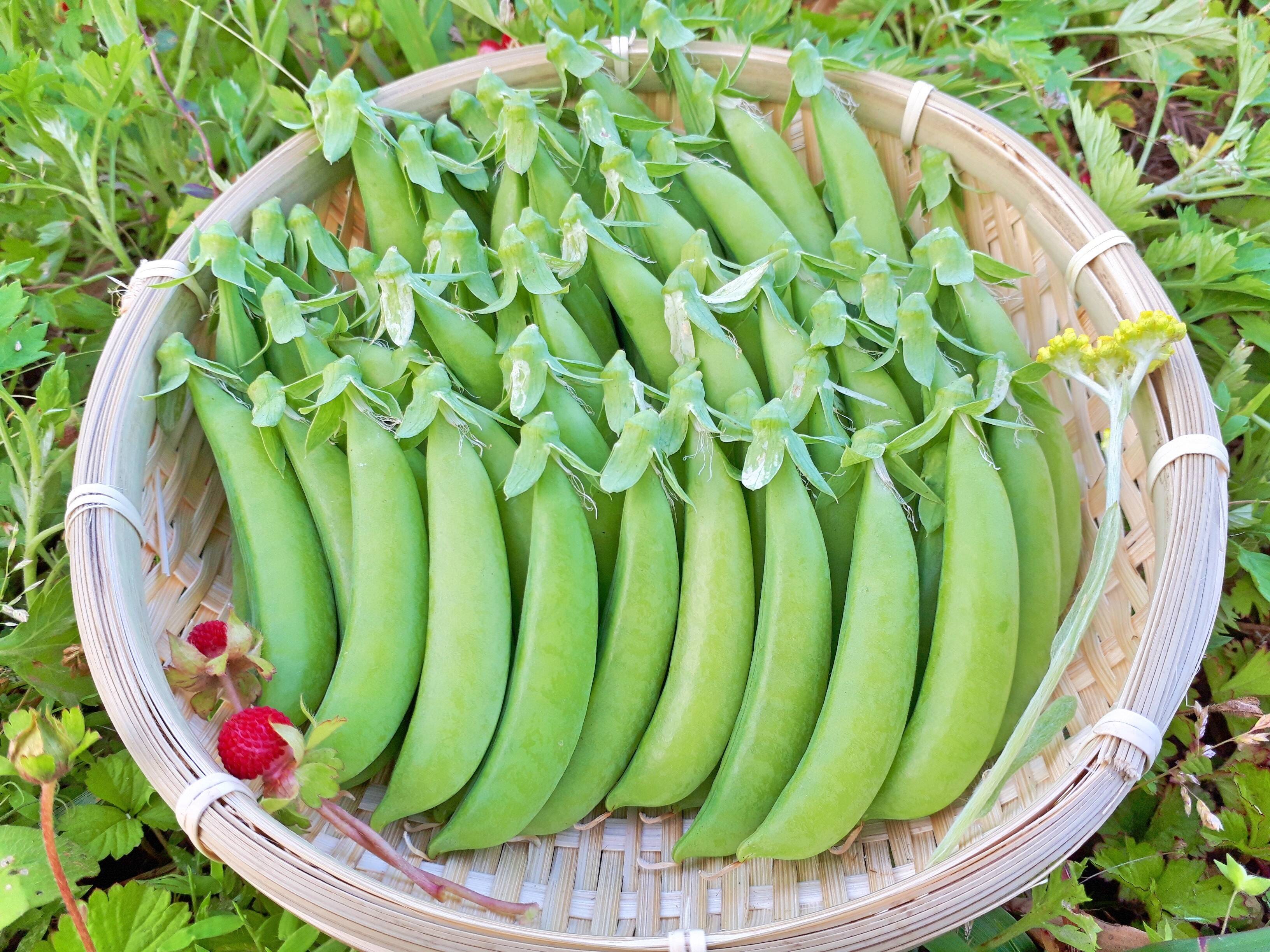 1日1件限定 甘くてみずみずしい 自然栽培のスナップエンドウ400g 絹さやエンドウ90g 富山県産 食べチョク 農家 漁師の産直ネット通販 旬の食材を生産者直送