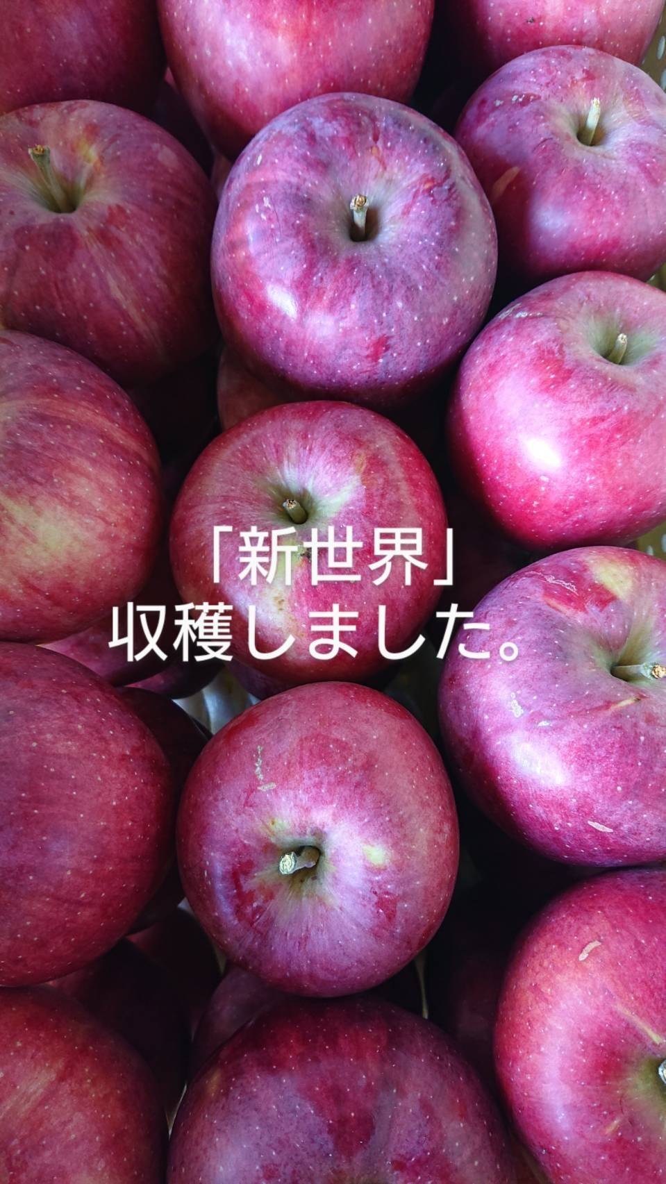 新世界」10kg 非常に植樹本数が少ない品種です。堅さが