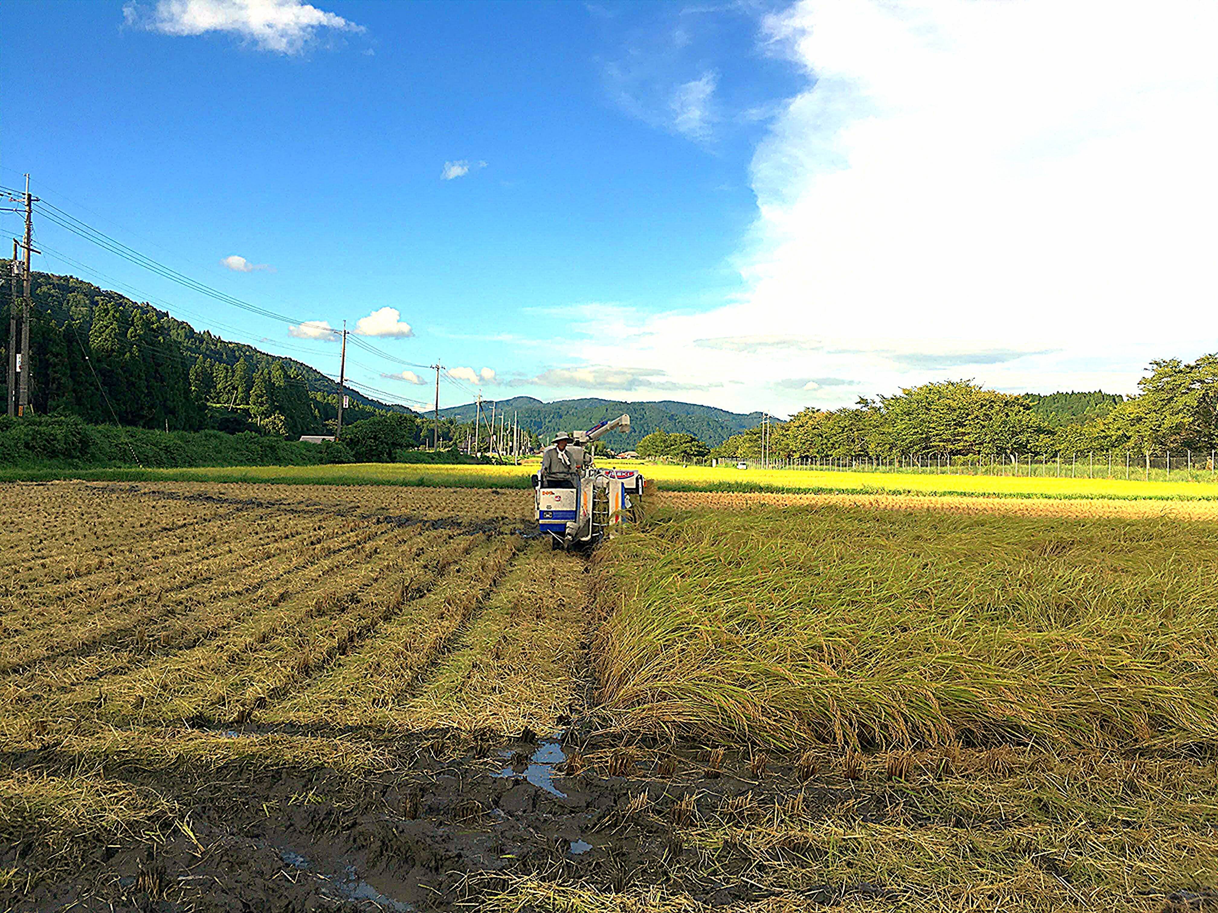 滋賀県高島市朽木産 令和6年産 こしひかり100％ 5㎏：滋賀県産の