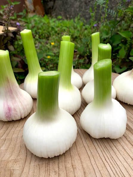 土付き生にんにく10キロ 自然農法 Amazon.co.jp: 土付き にんにく 青森 1kg 新物 青森県産にんにく