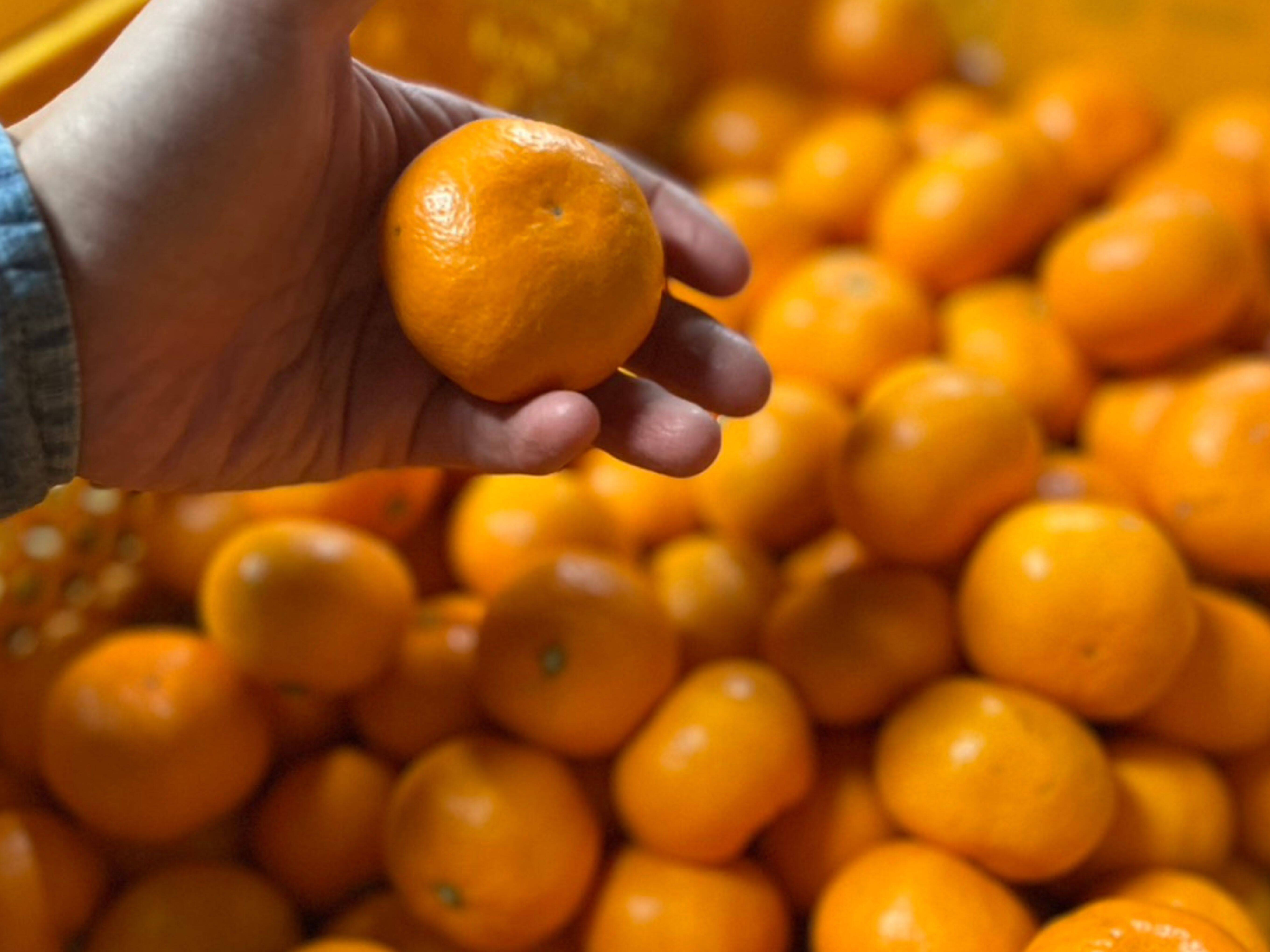 有田みかん 樹上完熟みかん 【小玉】3キロ（箱込み） 家庭用 【上野