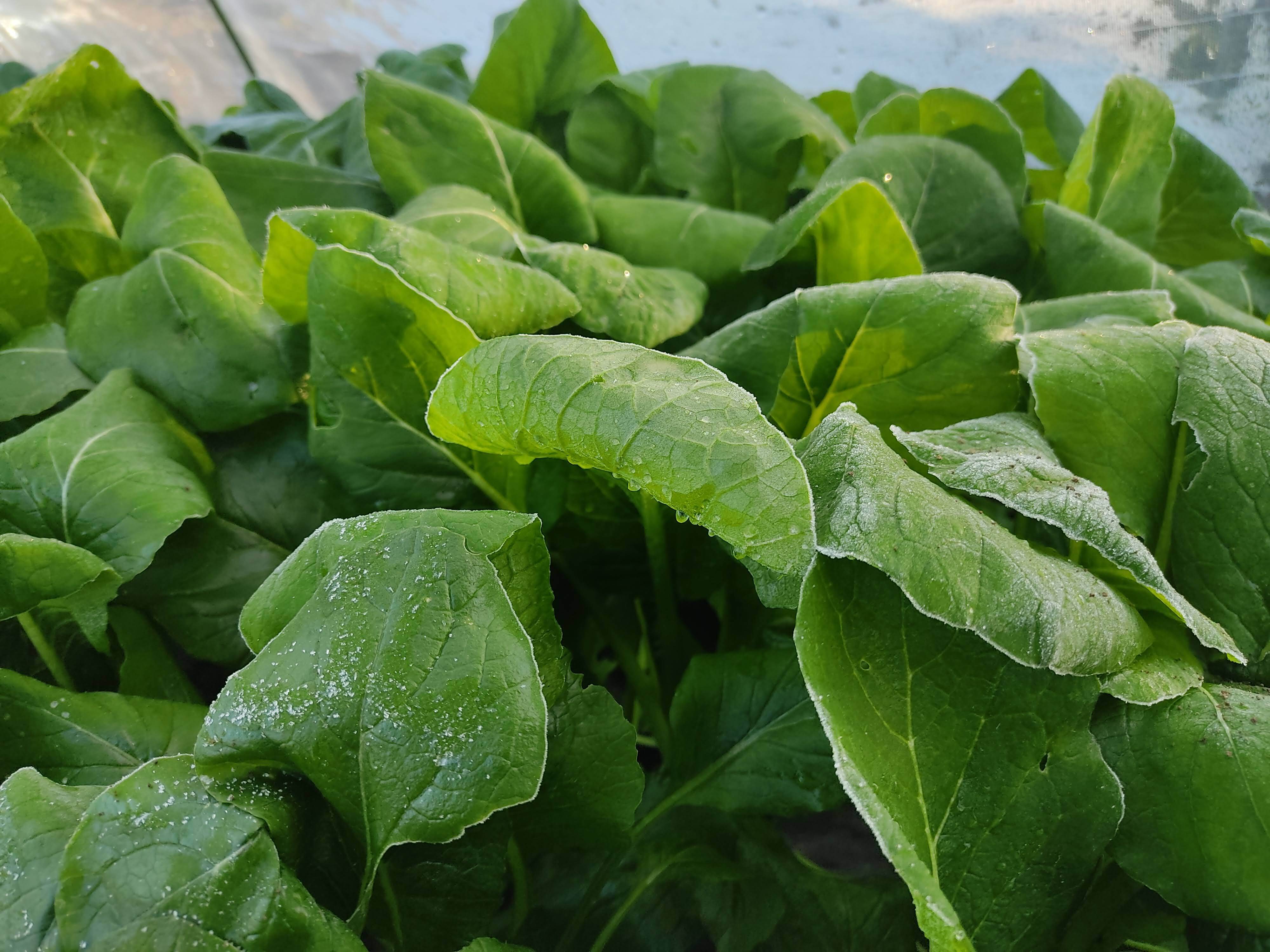 新鮮 小松菜 ✨農薬・化成肥料不使用の新鮮小松菜1.5㎏（250g×6袋）✨：栃木県産の