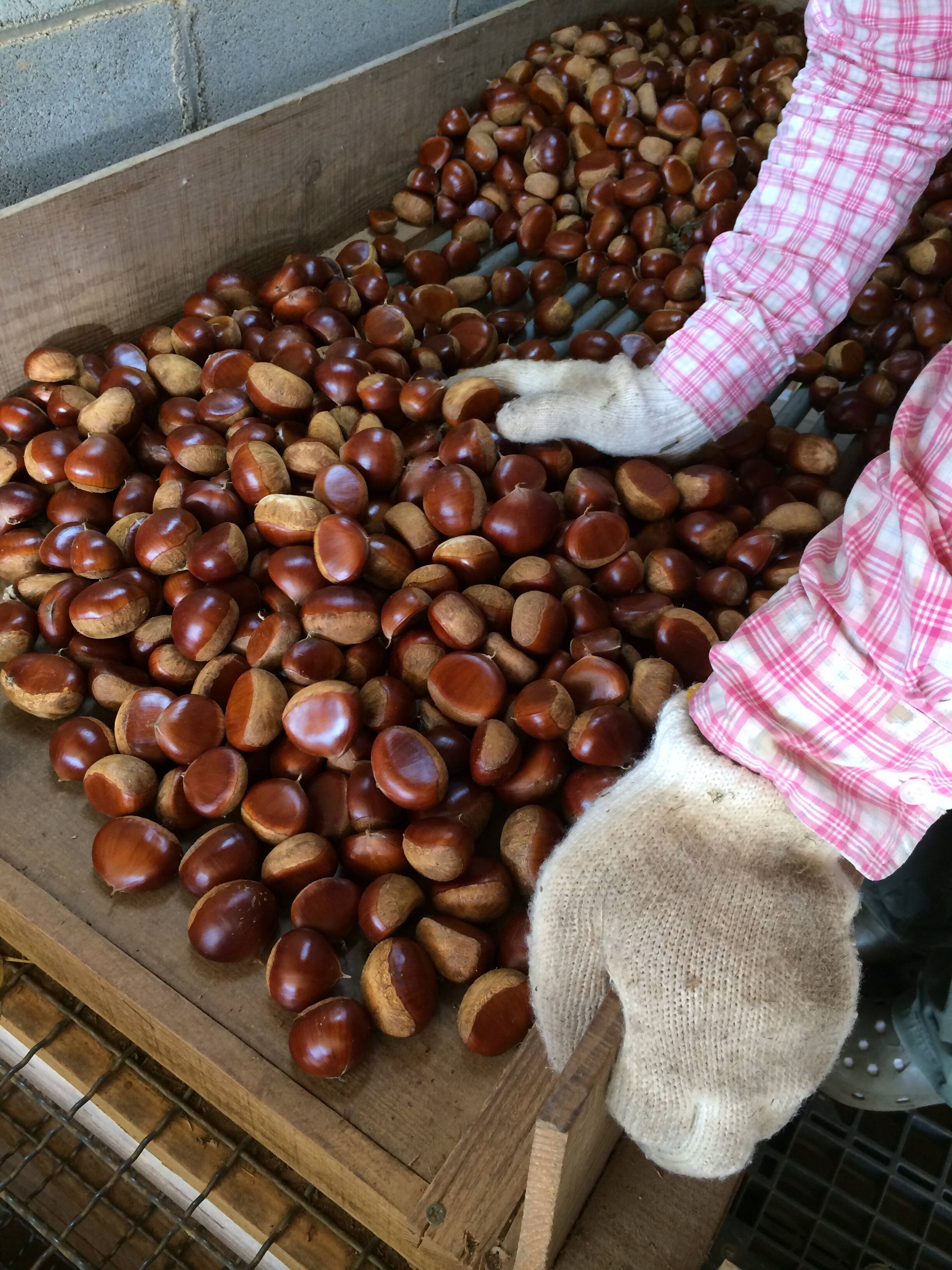 幻の 倉方甘栗 生栗１kg 農薬節約 10月発送：山口県産の倉方甘栗｜食べ