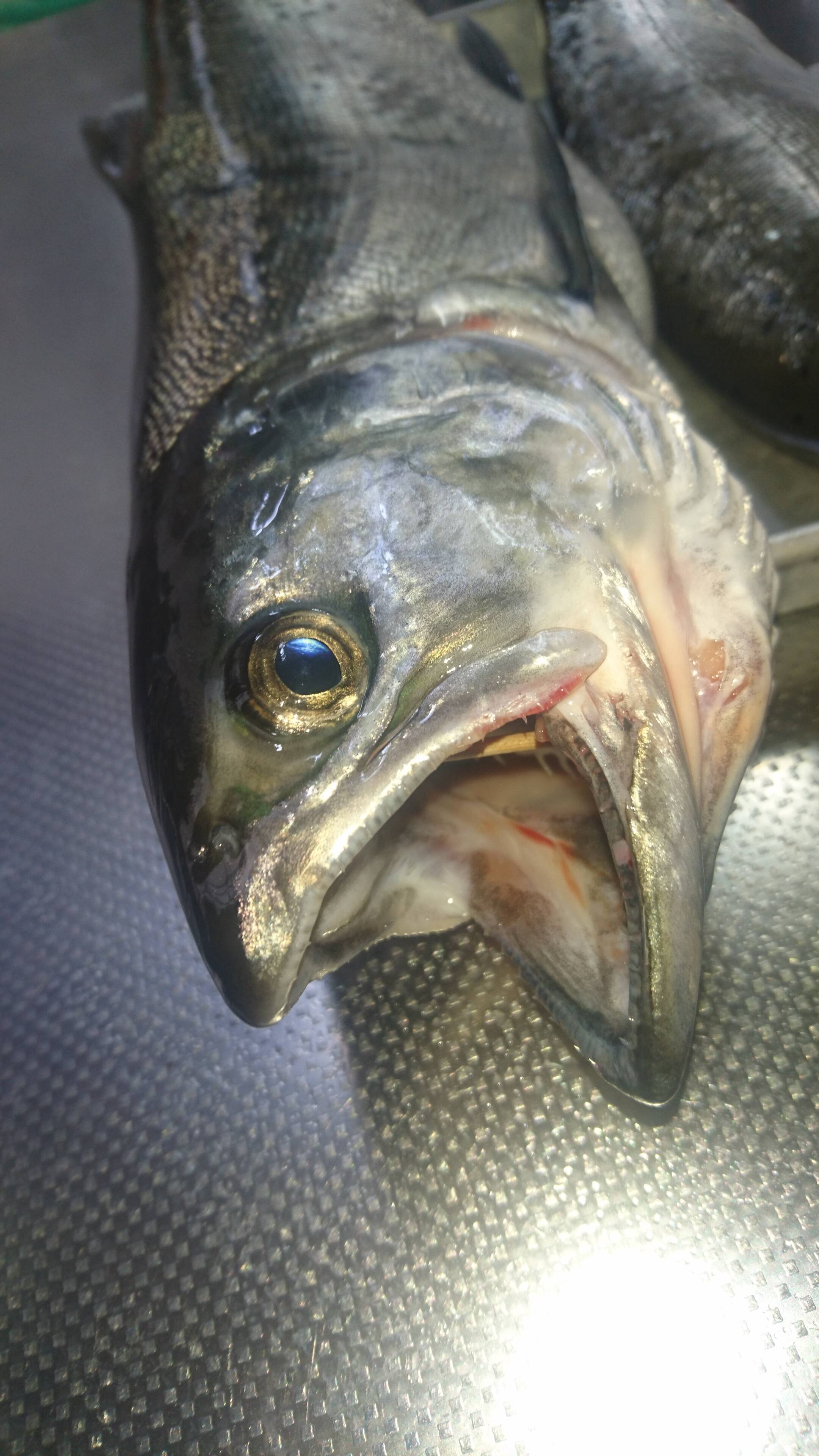 ビワマス鮮魚 天然 １尾900グラム 滋賀県産 食べチョク 農家 漁師の産直ネット通販 旬の食材を生産者直送