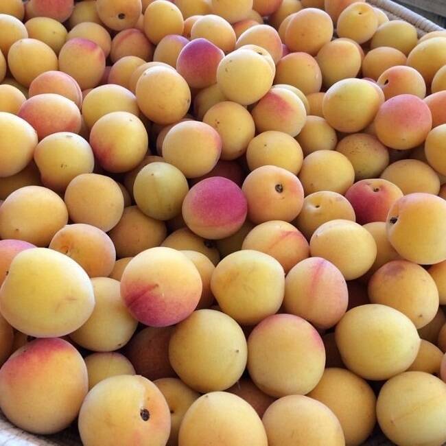 完熟小梅　限定1箱　無農薬　7㎏　5/29（木）夕方収穫 完熟・小梅約10kg】梅干し・梅ジャム作りに！ 特別栽培・奈良県