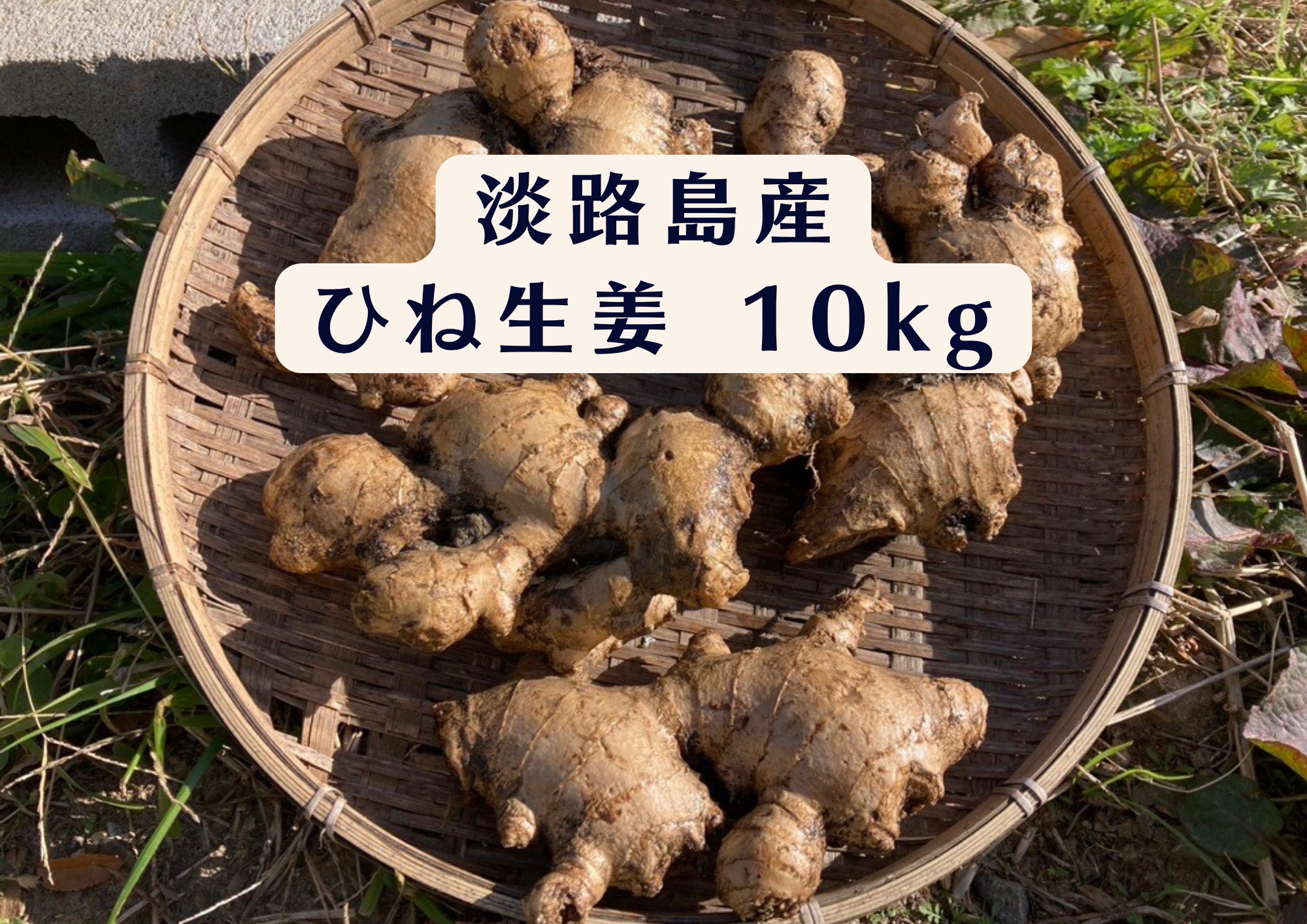 専用出品　農薬不使用　ひね生姜10kg 淡路島が育んだ体と心のスパイス！】愛情込めた自社農園のひね生姜 10