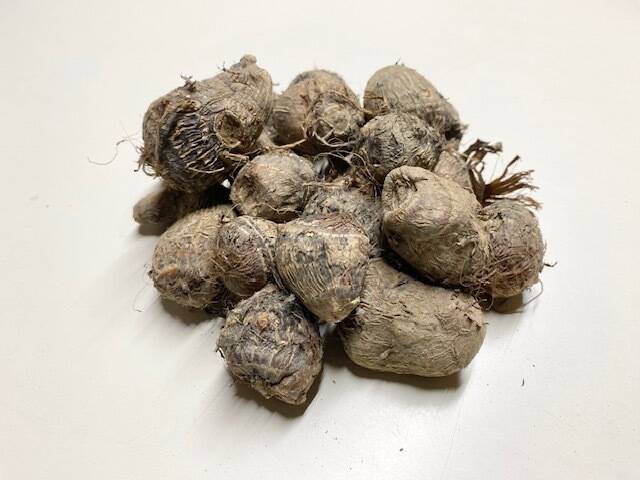 農薬・除草剤・化学肥料不使用 里芋 （超小粒）さといも