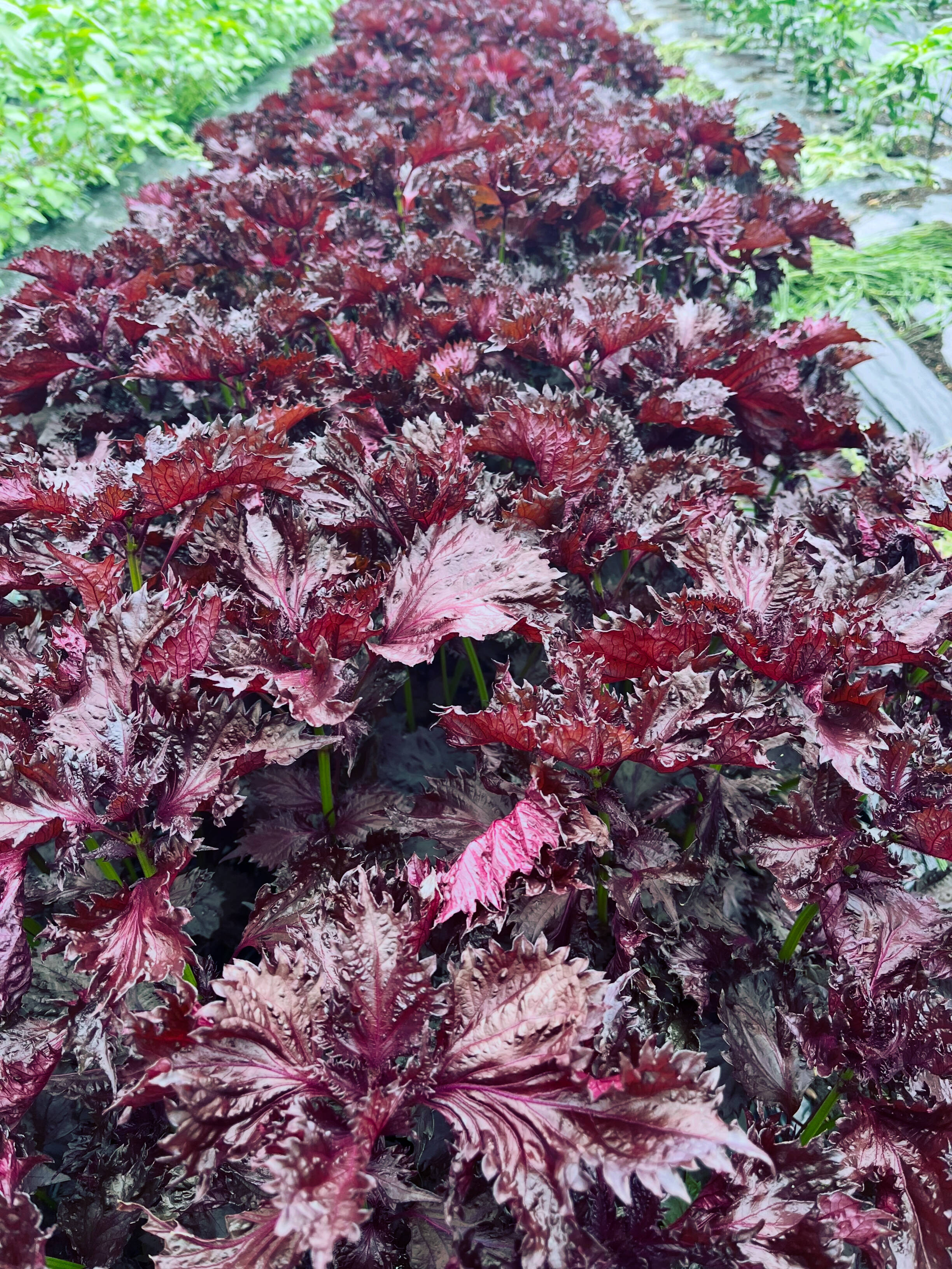 栃木県産 赤紫蘇【葉茎穂先付き】600g：栃木県産のその他薬味