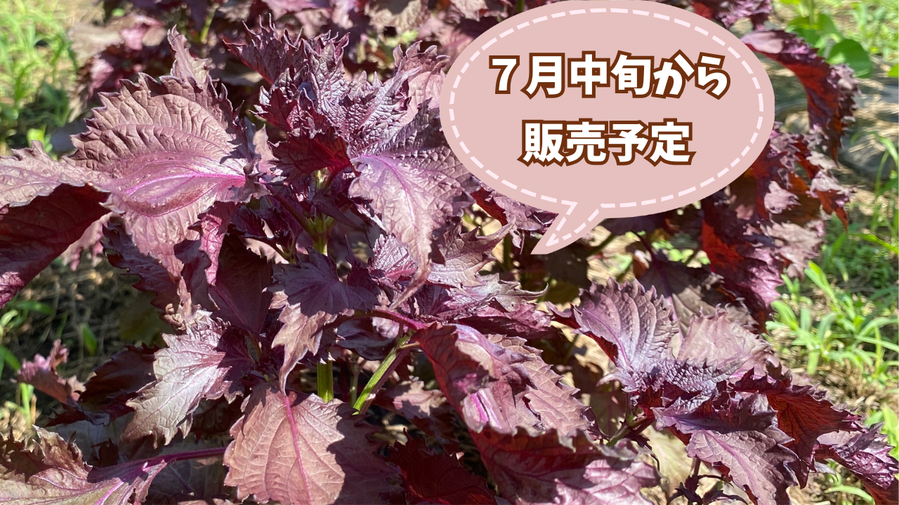 自然栽培🍀伝統品種ちりめん赤紫蘇・枝付き300g】梅干し・柴漬け・紫蘇