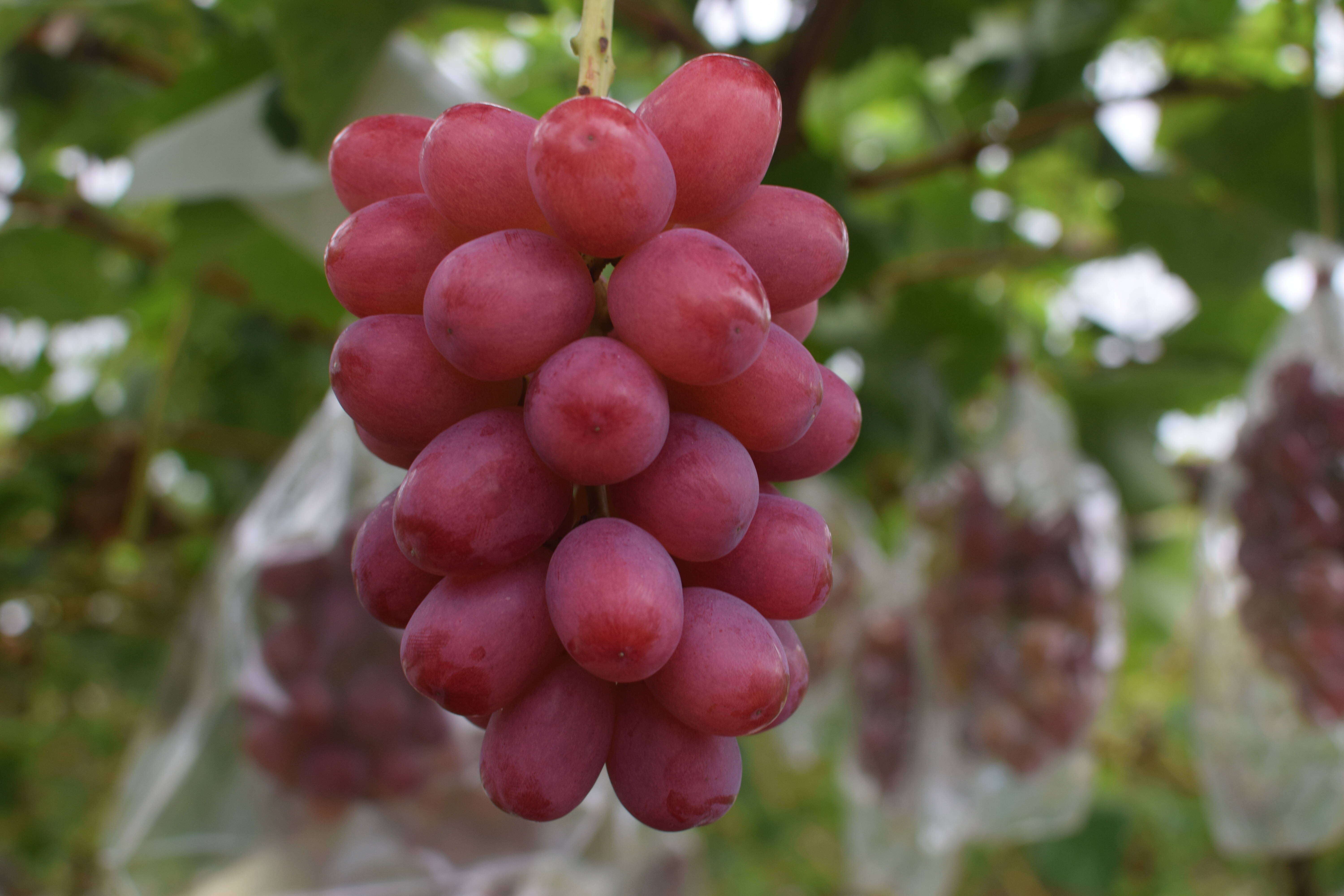 最新品種】【長野県限定生産】令和7年10月発送開始☆種無し☆丸ごと