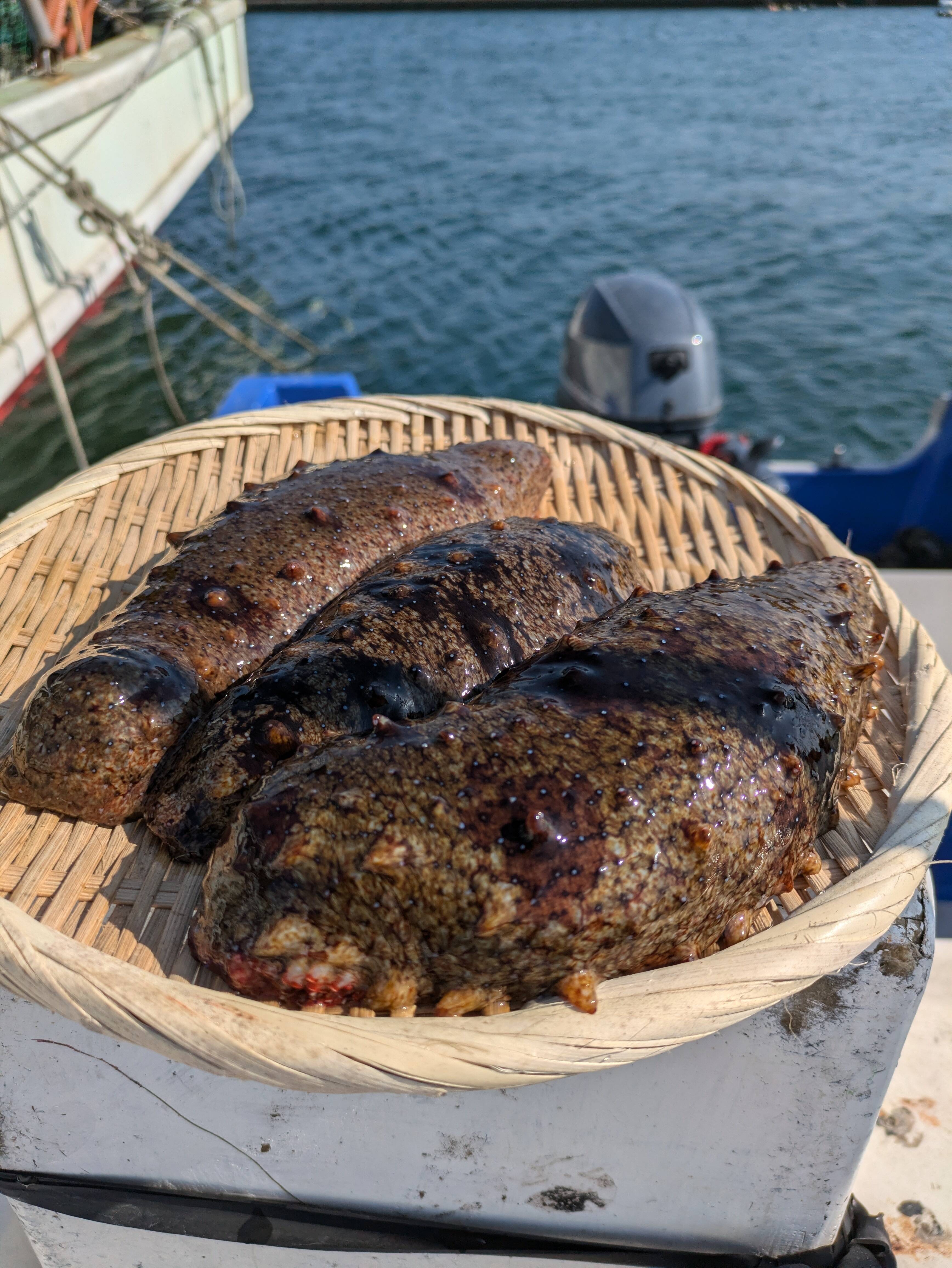 活赤ナマコ 素潜り漁 1kg（2〜4個）：山口県産のその他水産物｜食べ