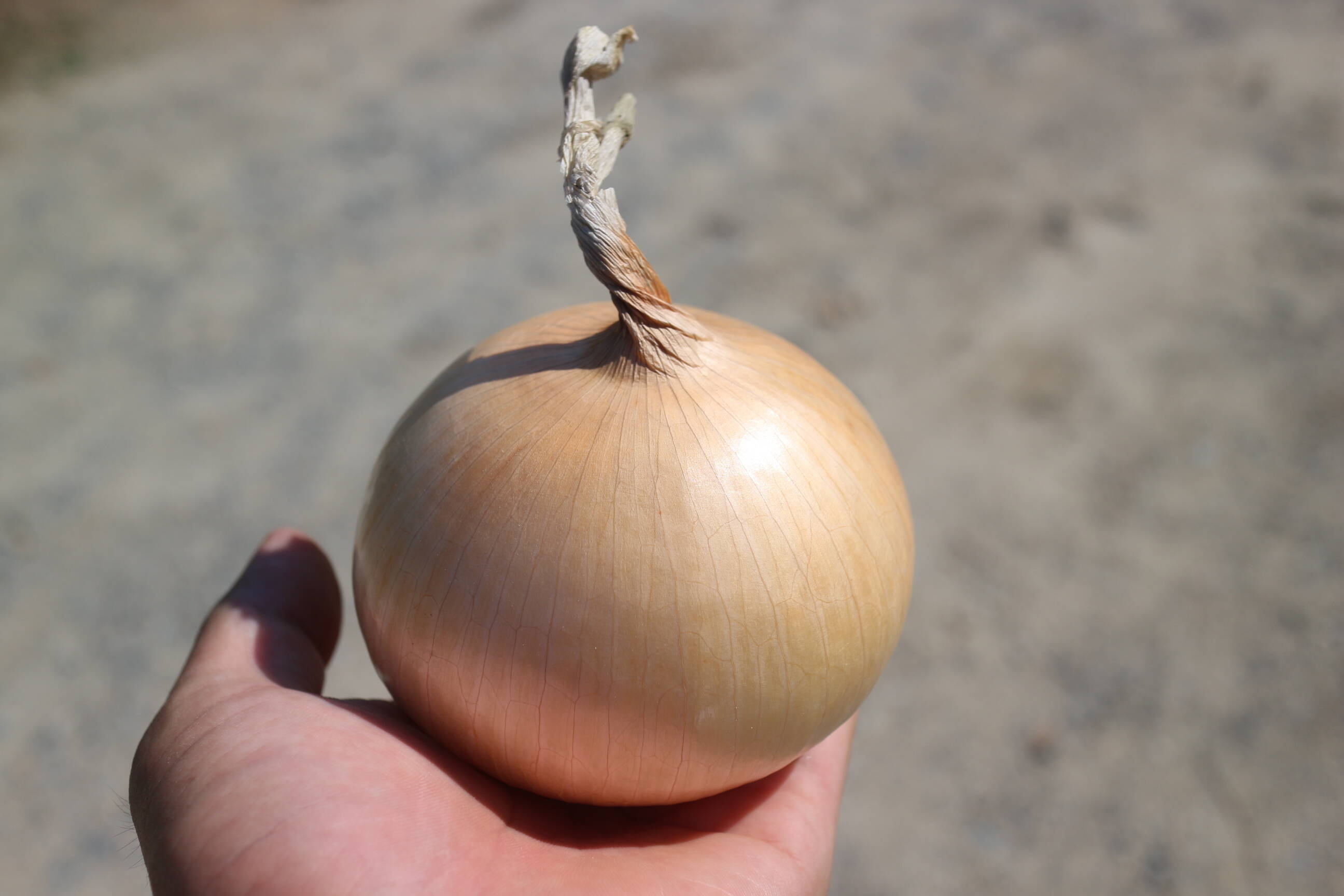 夏限定】（5kg）生でサクっと甘い♪ 熟成サラダ玉ねぎ「熟れっ玉