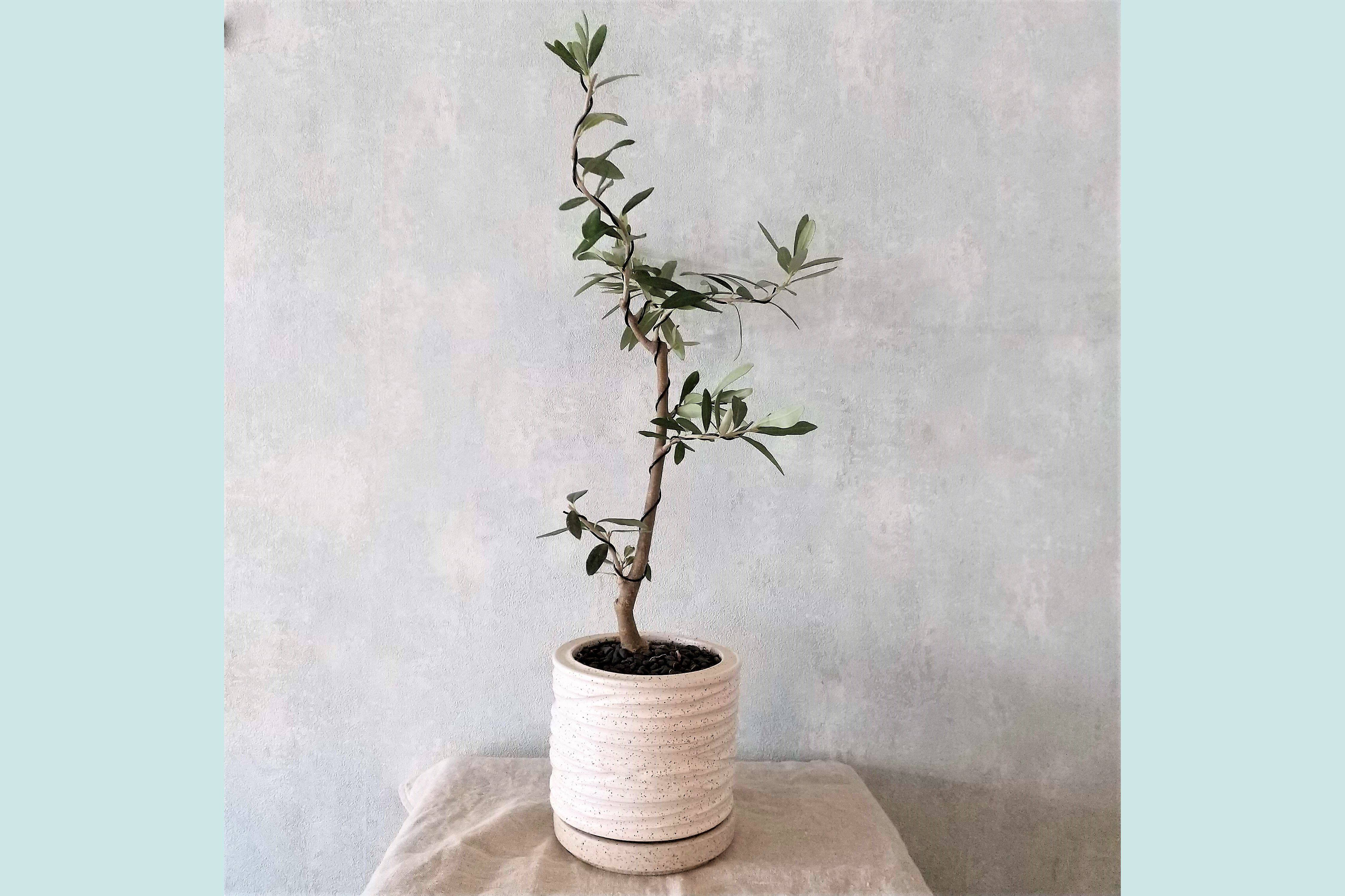 ギフトにも オリーブ盆栽 シプレッシーノ Ps62 山梨県産 食べチョク 農家 漁師の産直ネット通販 旬の食材を生産者直送