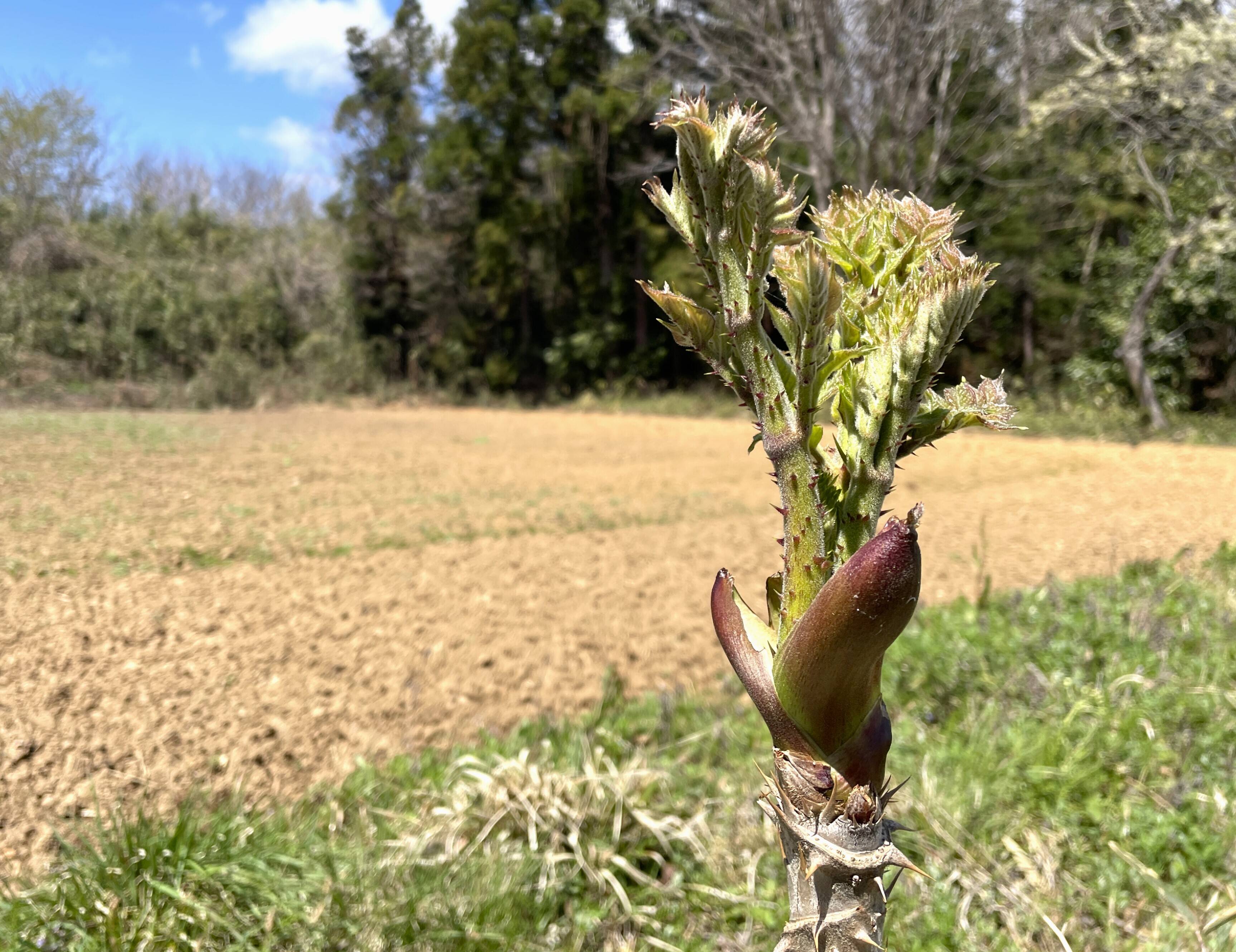 貴重な頂芽をお届け！】 原木収穫 タラの芽 宮城県産 西根の森 タラの