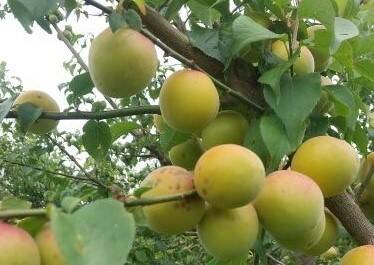 産地直送 農薬不使用 南高梅 収穫したて 10kg 期間限定】完熟‼『南高梅』（10kg）〔栽培期間中農薬不使用〕梅仕事