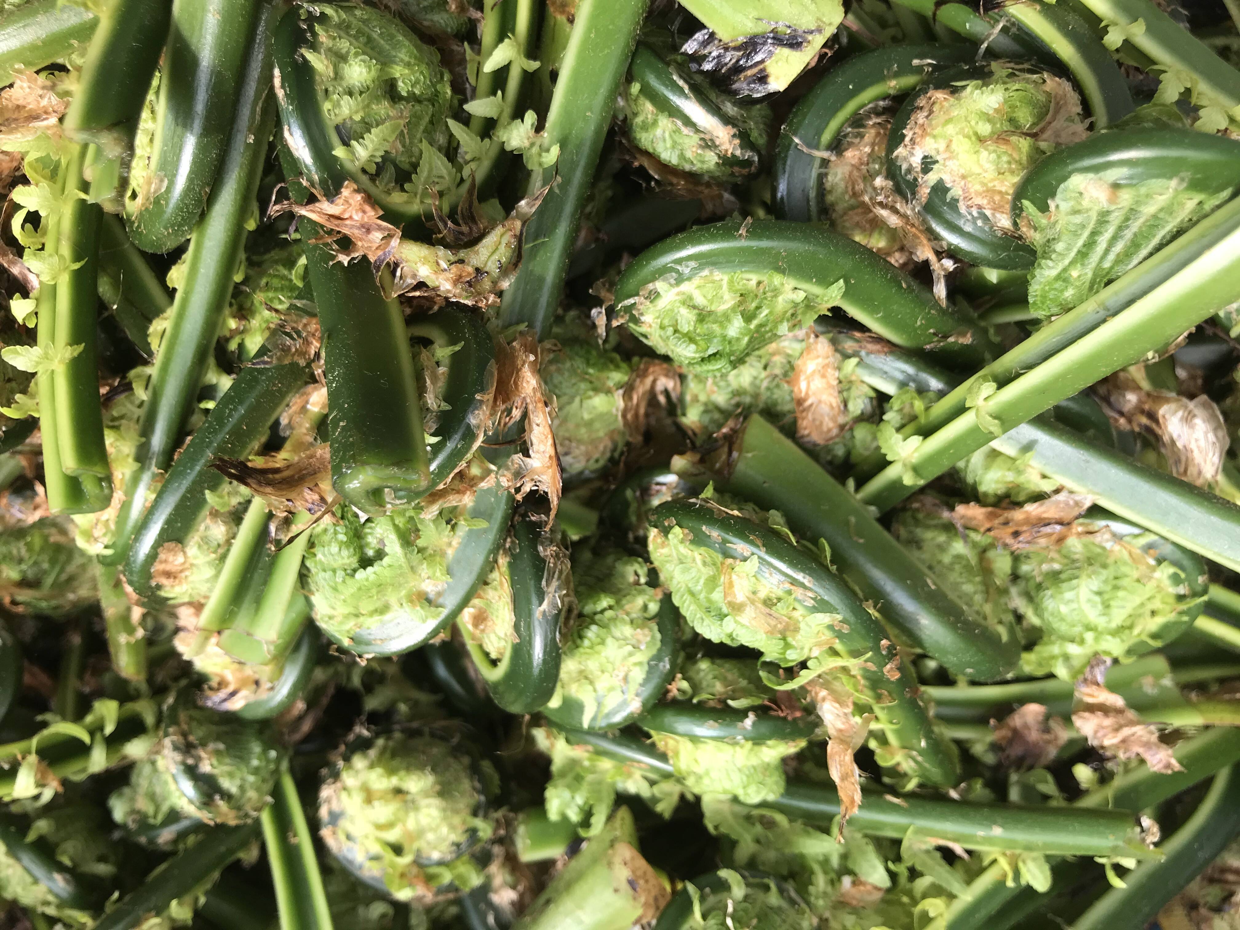 天然 こごみ1kg：山形県産のこごみ｜食べチョク｜産地直送