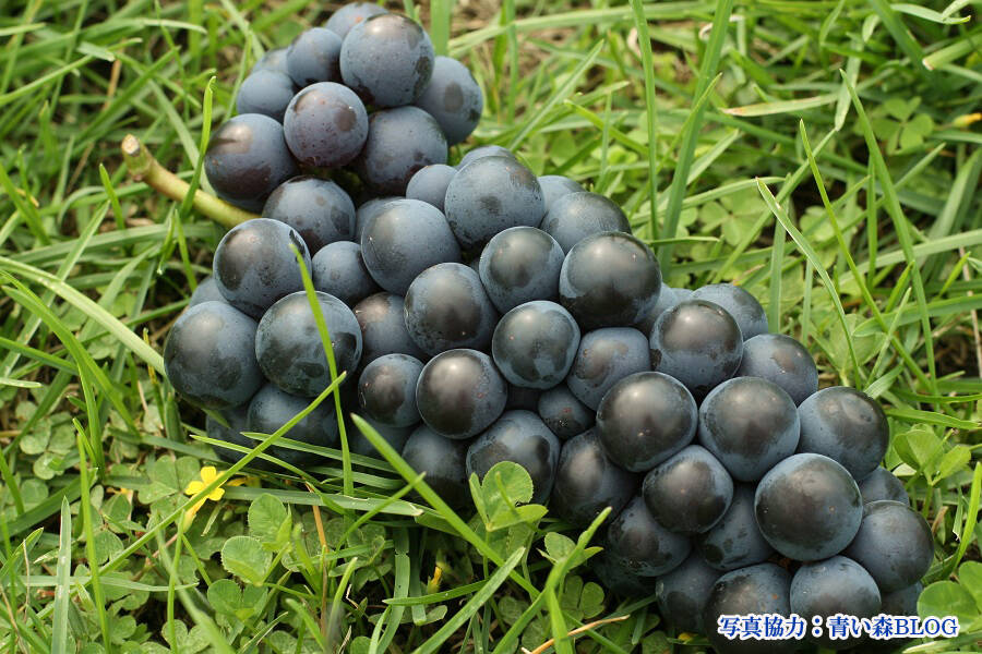 山奥のぶどう】青森県産スチューベン4～9房入 約2kg詰め：青森県産の