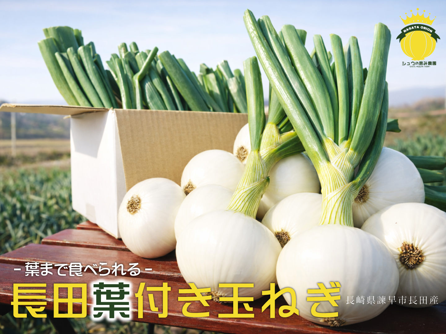 長崎県諫早市長田産 葉付き甘玉ねぎ（葉約15cm） 葉まで食べられるよう